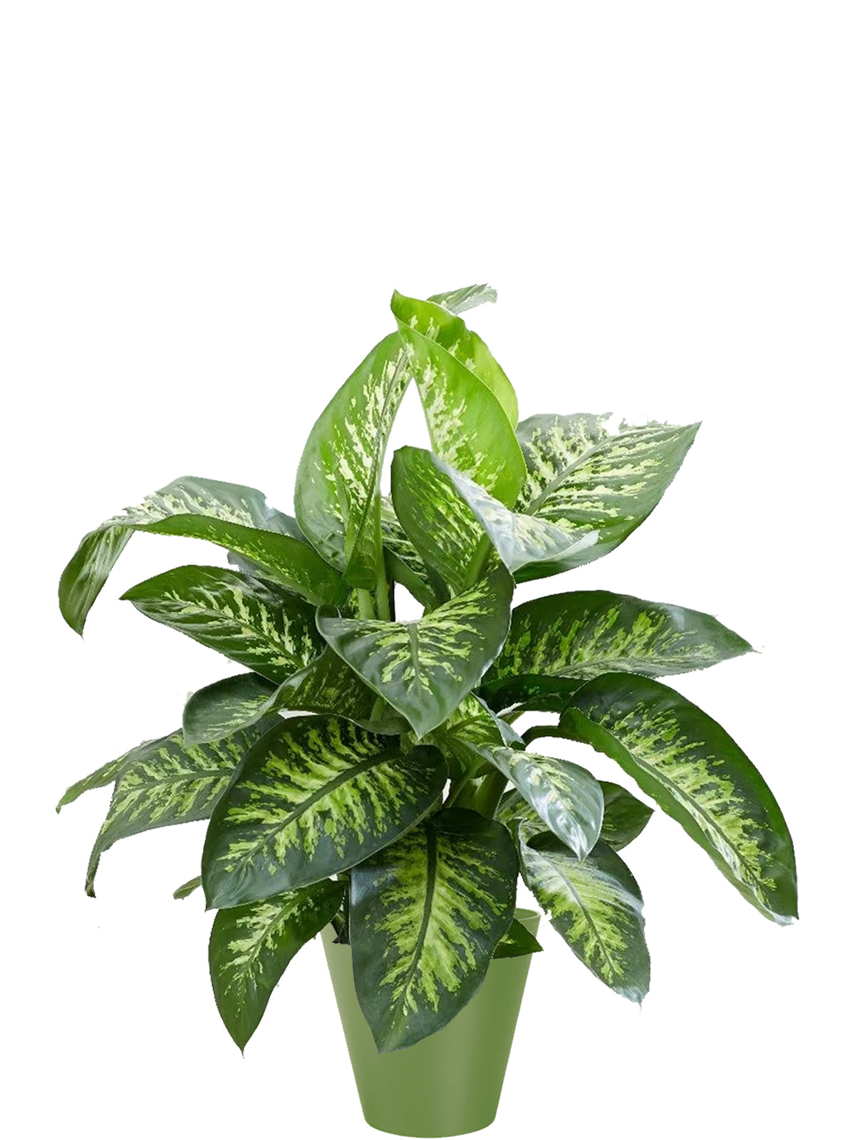 Dieffenbachia Extra
