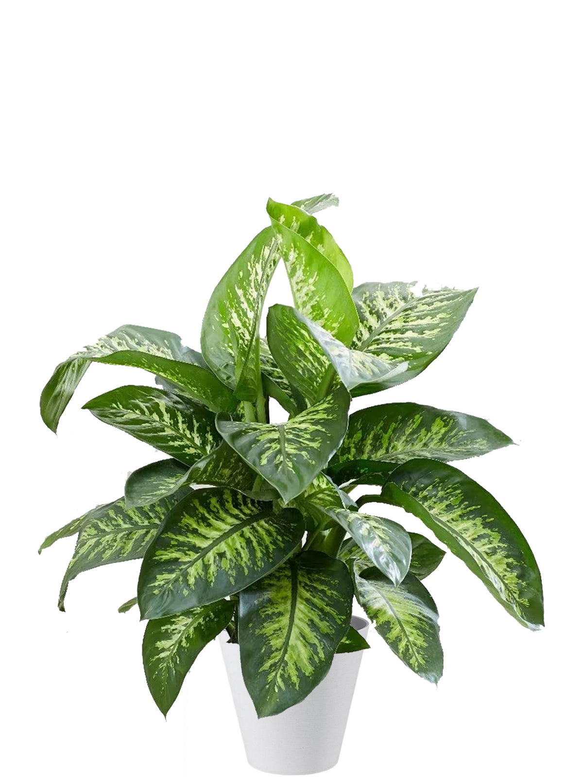 Dieffenbachia Extra