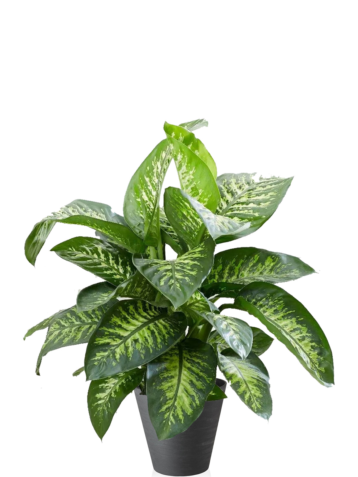 Dieffenbachia Extra