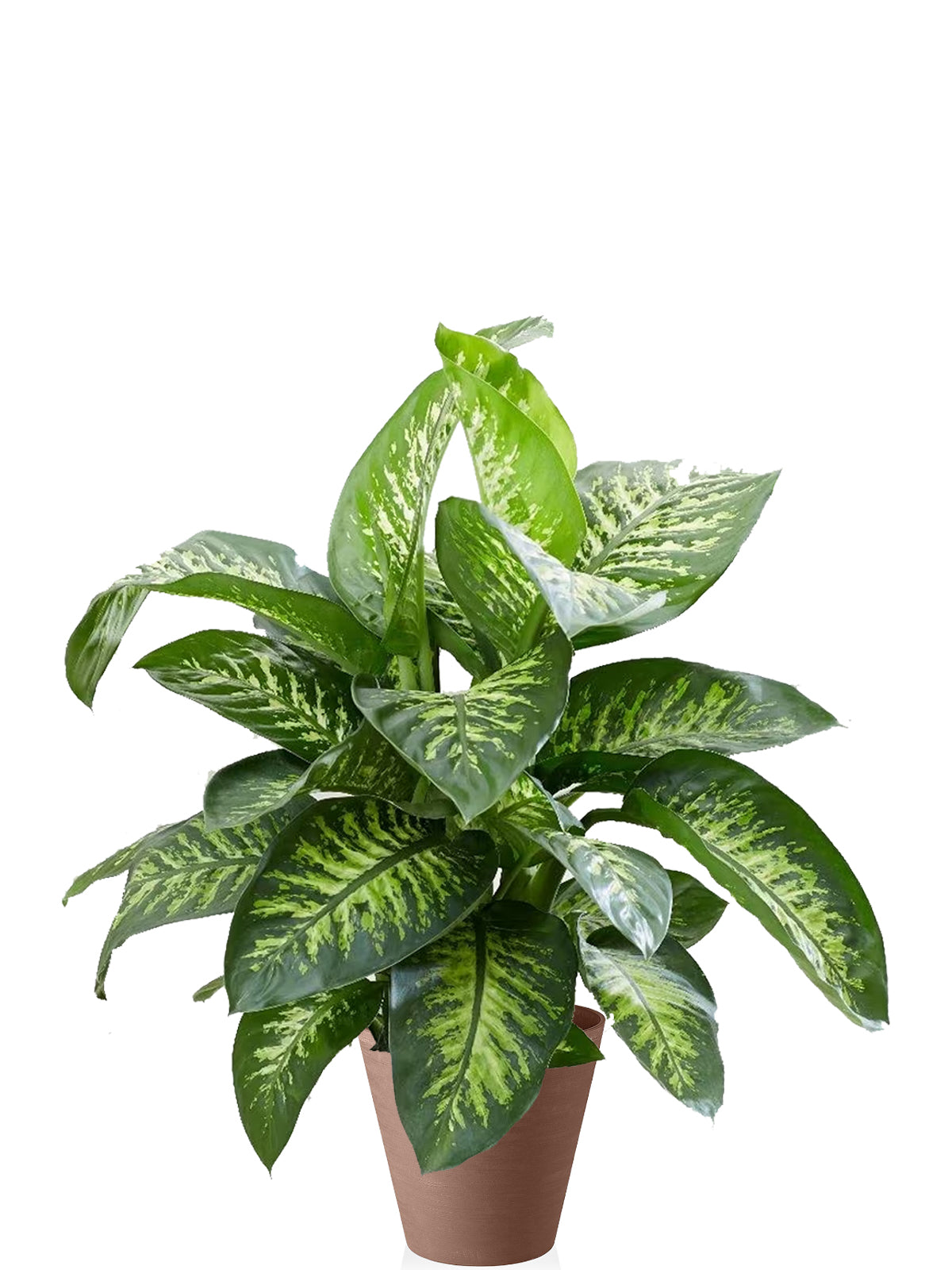 Dieffenbachia Extra