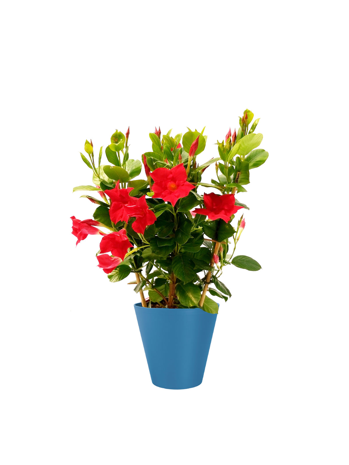 Dipladenia