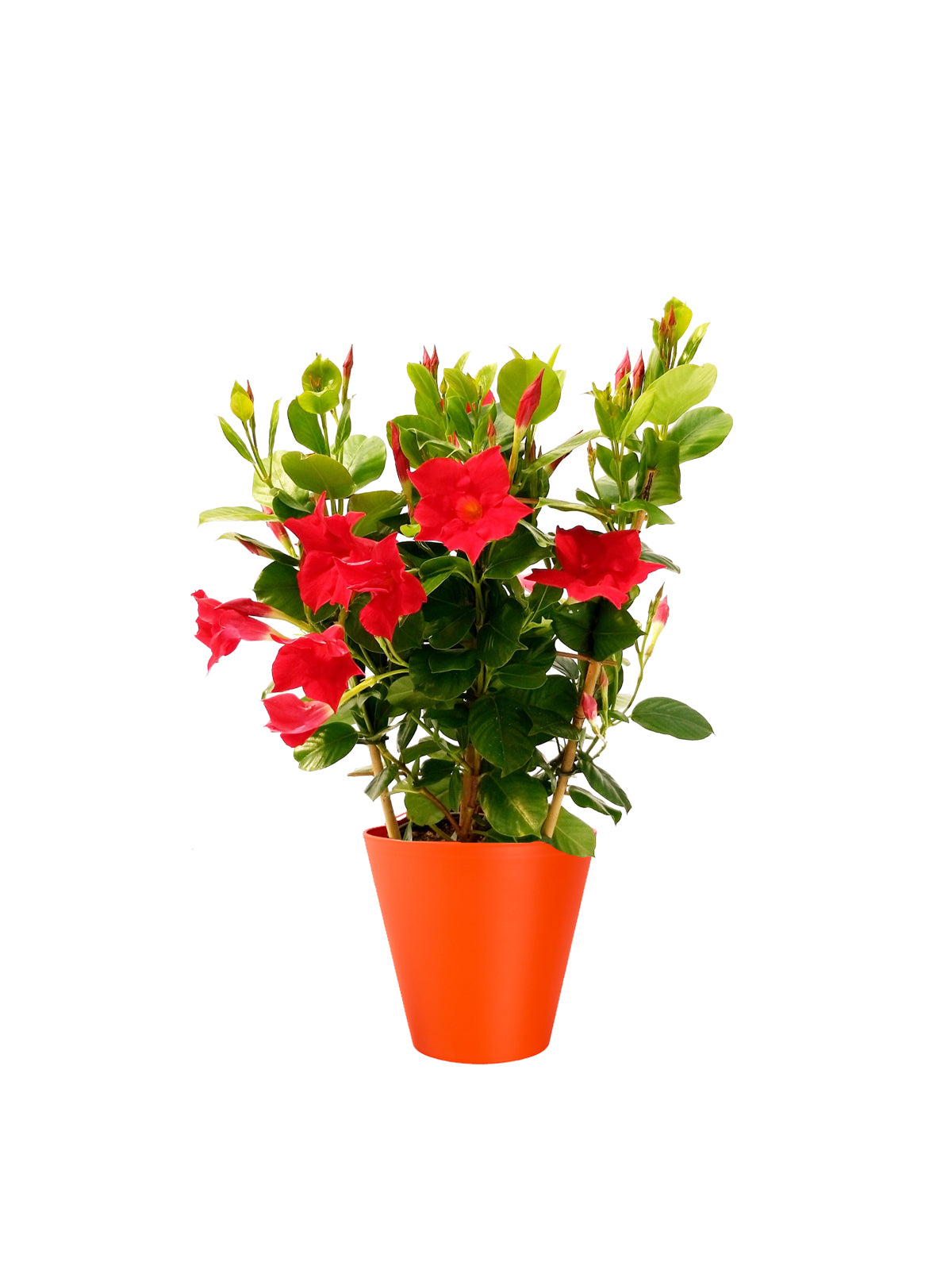 Dipladenia