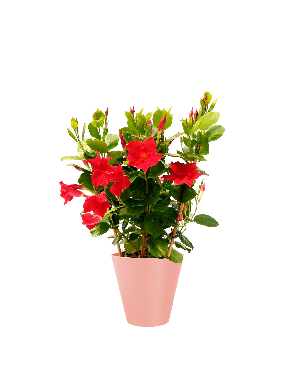 Dipladenia
