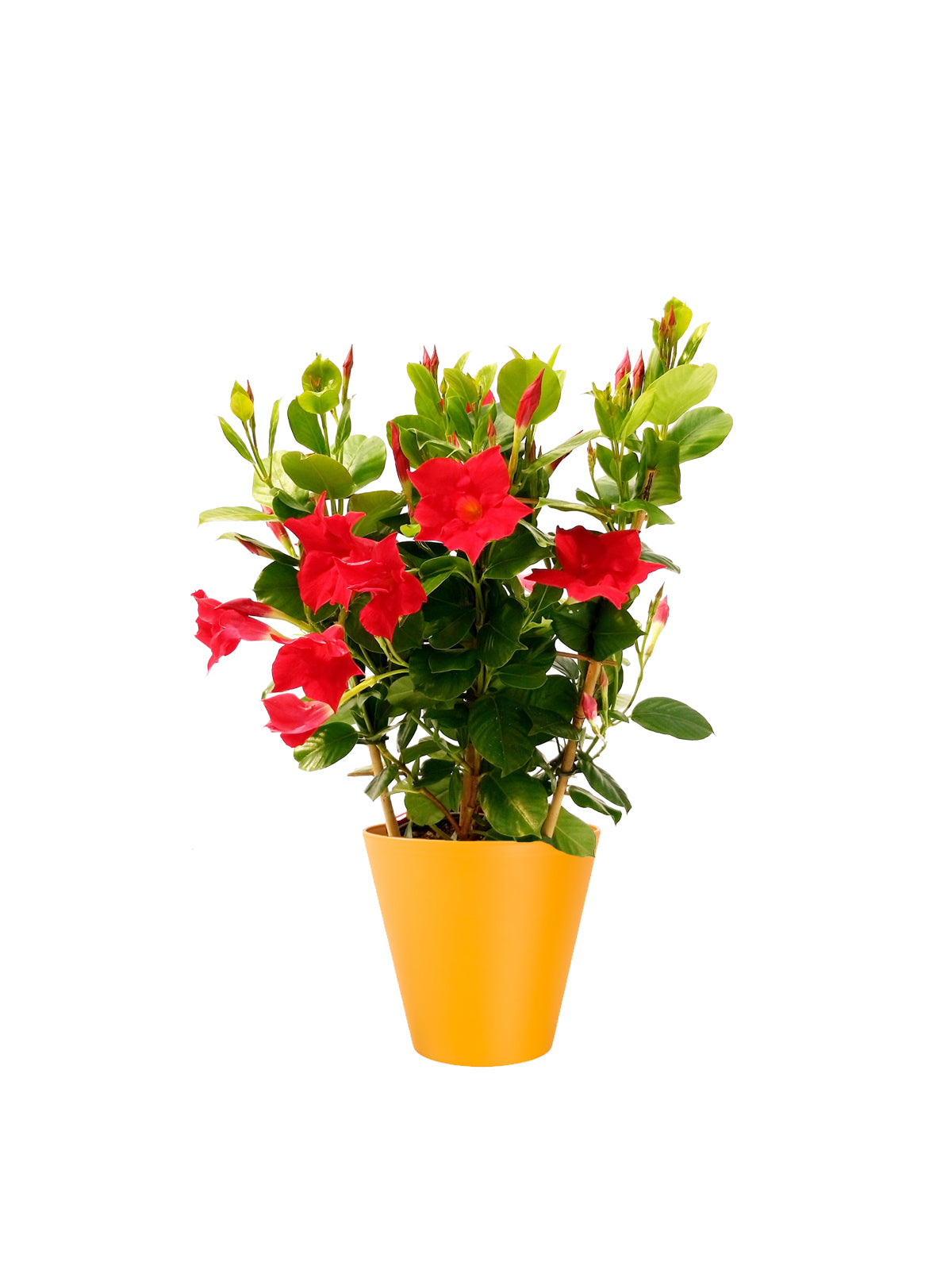 Dipladenia