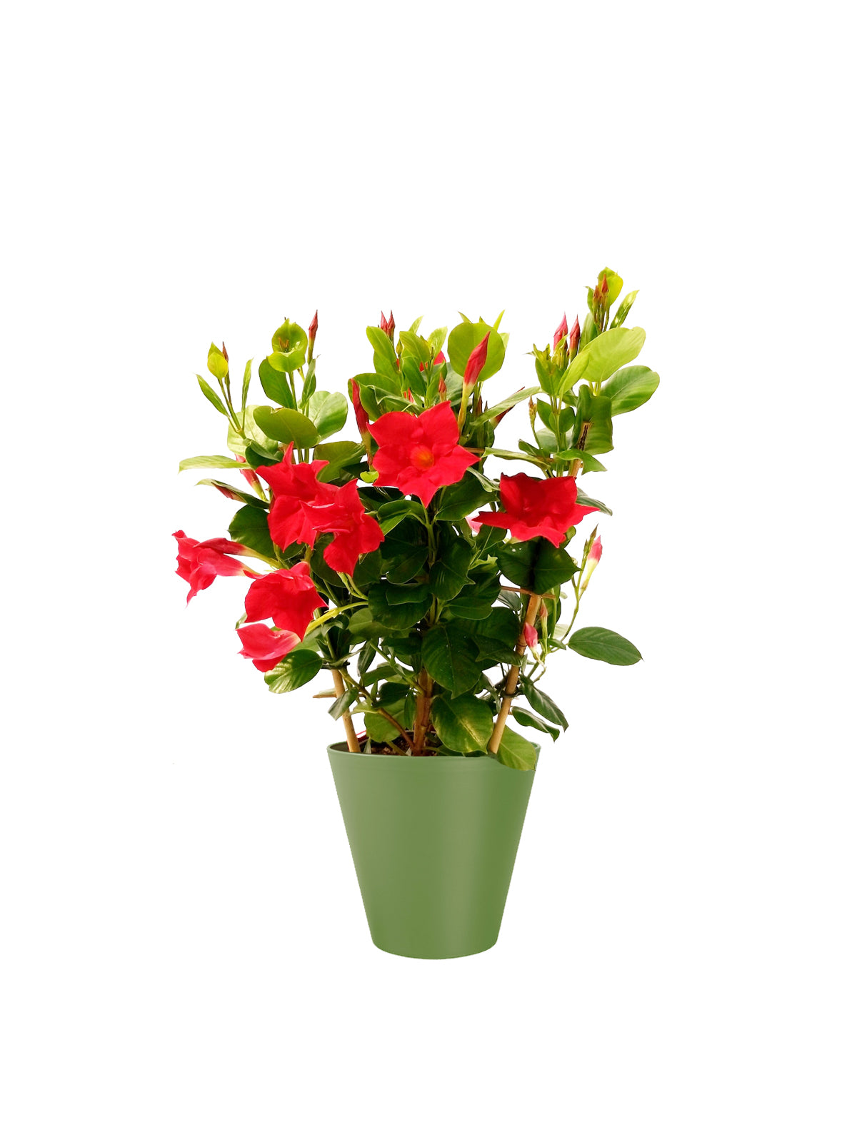 Dipladenia