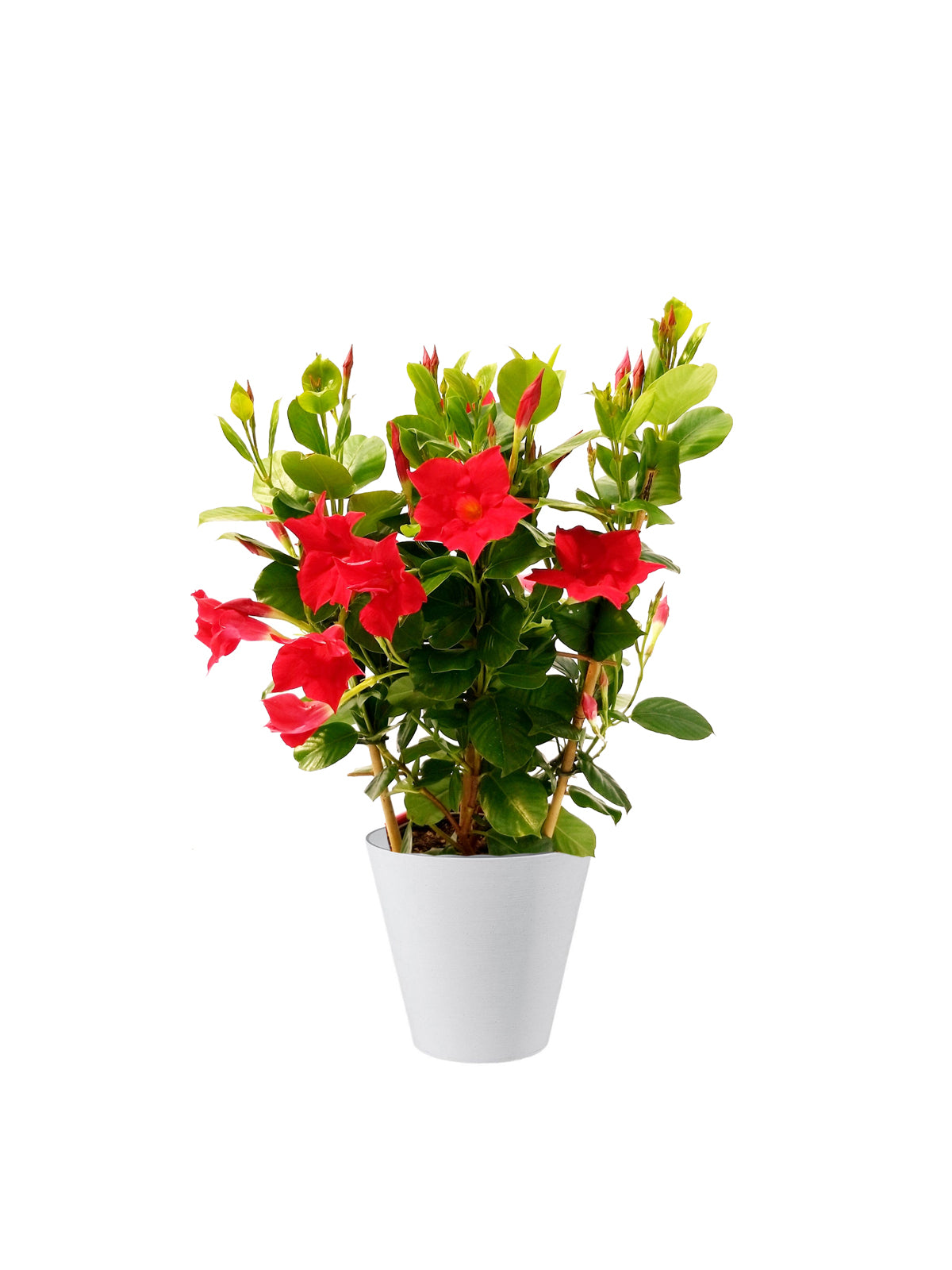 Dipladenia
