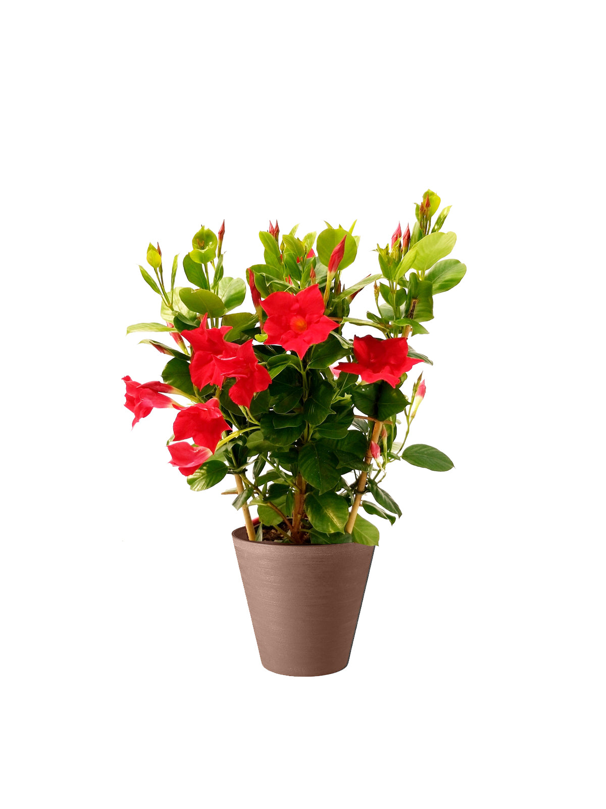 Dipladenia