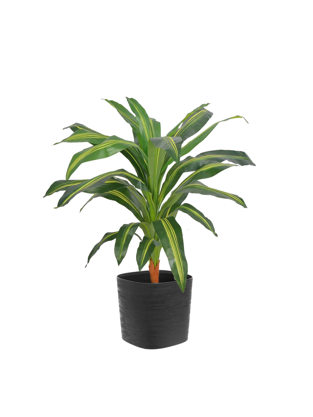 Dracena
