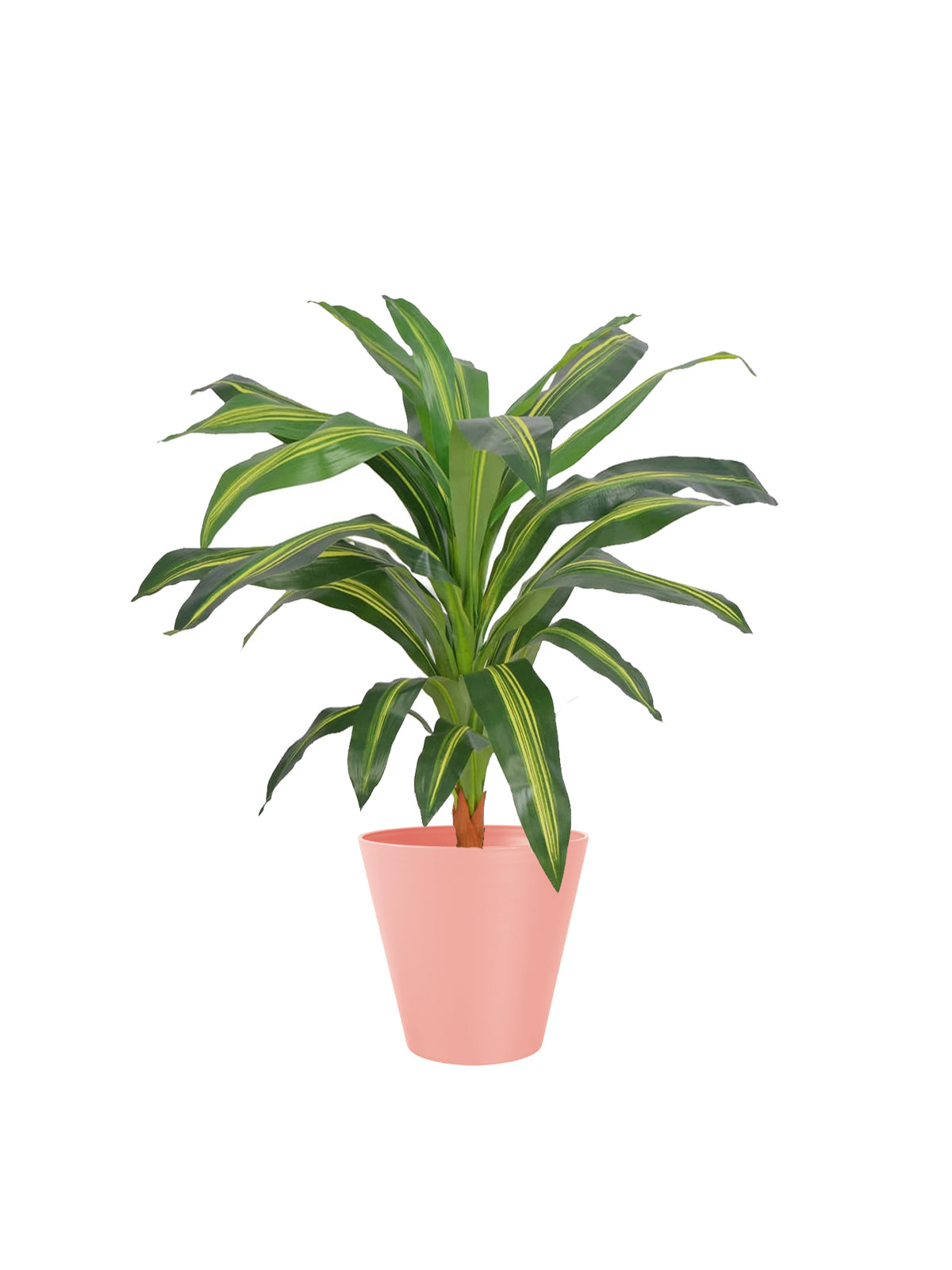 Dracena