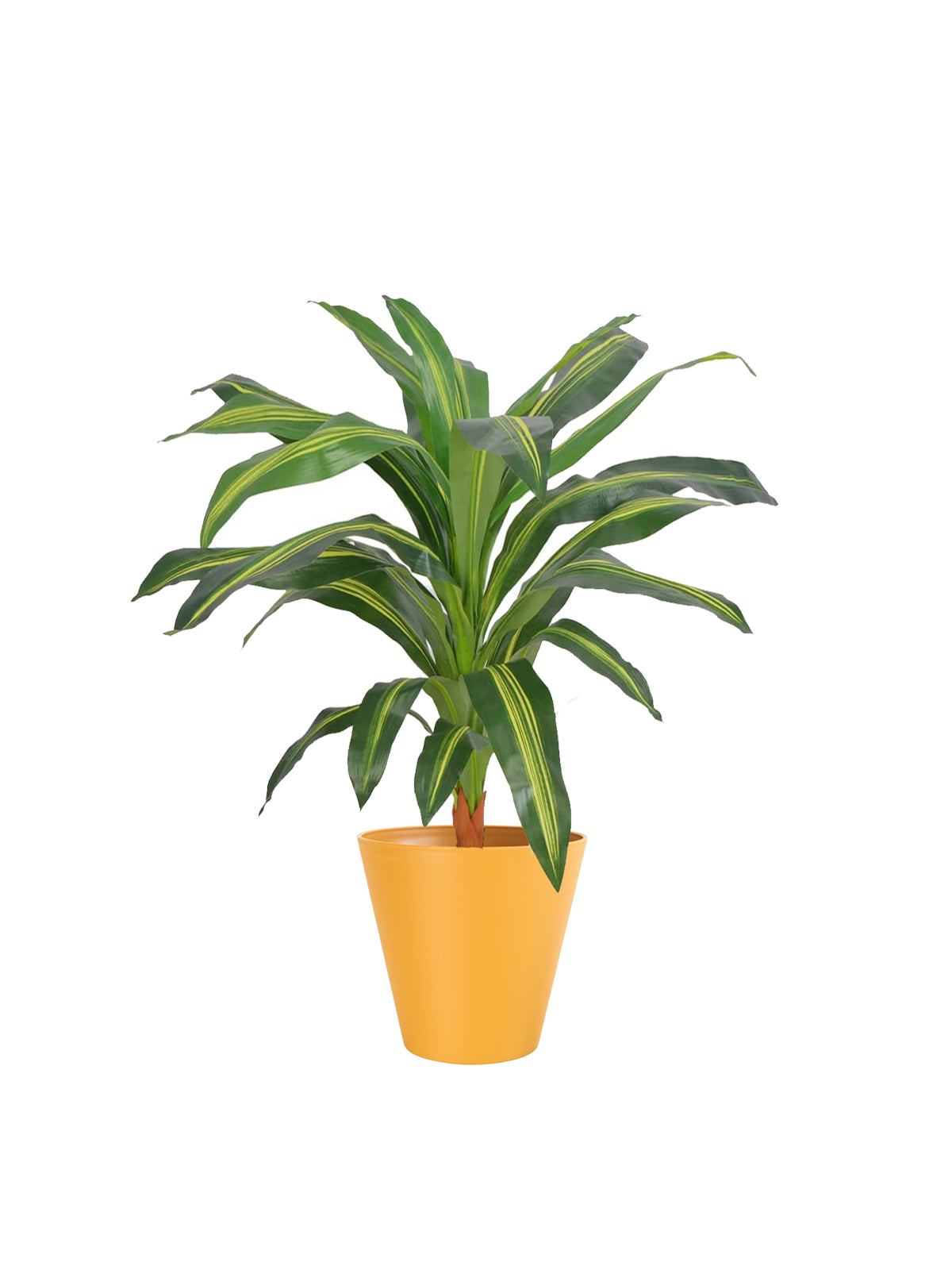 Dracena