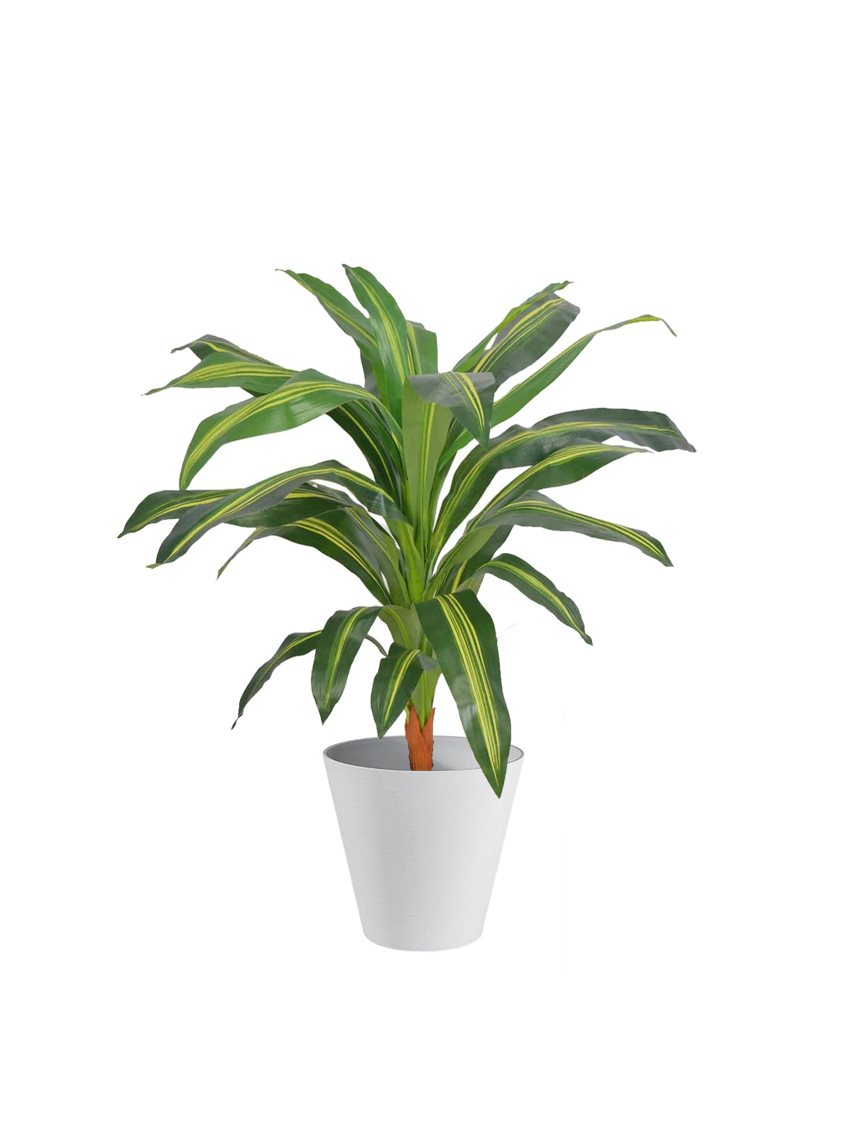 Dracena