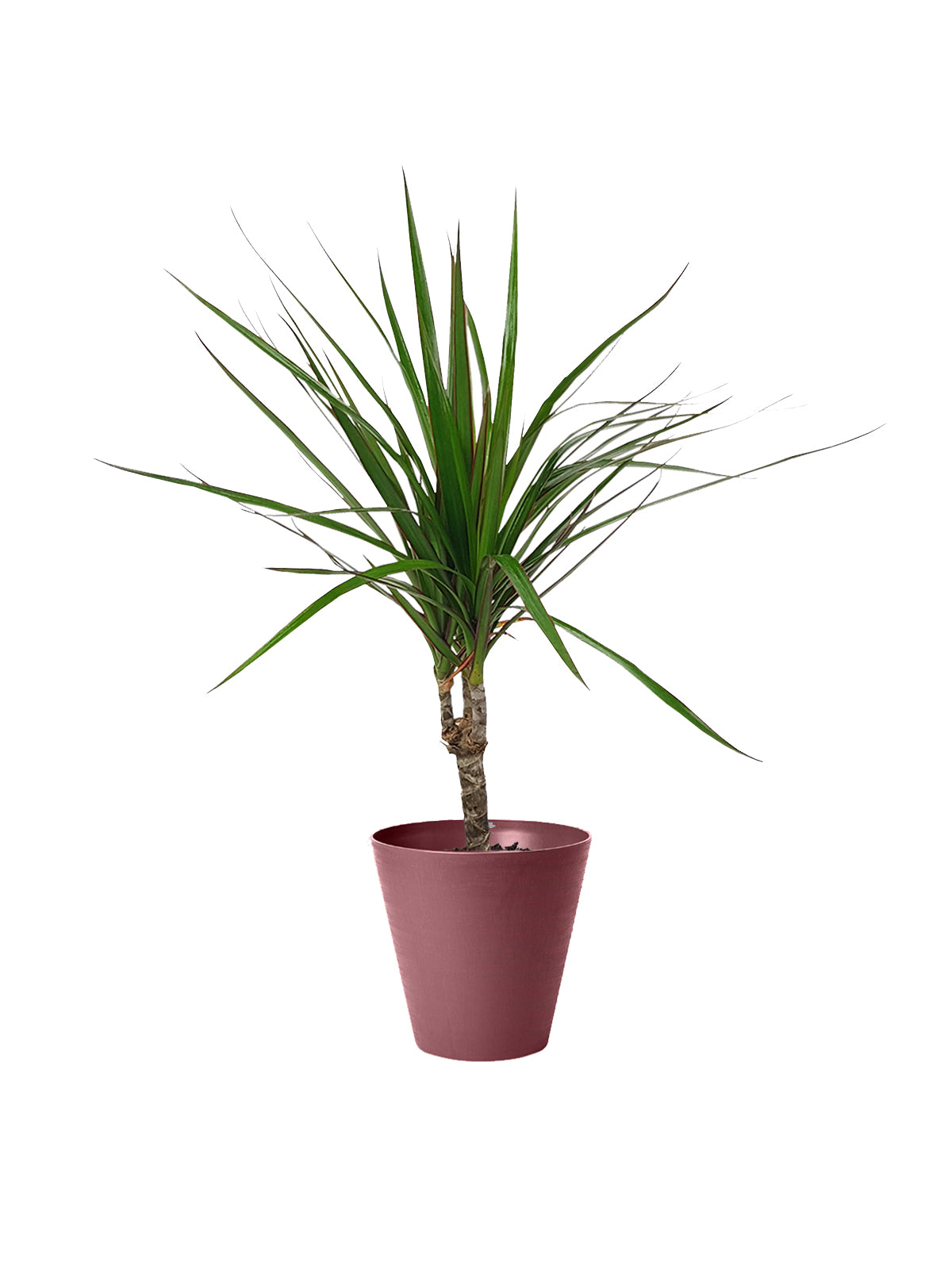Dracena Marginata