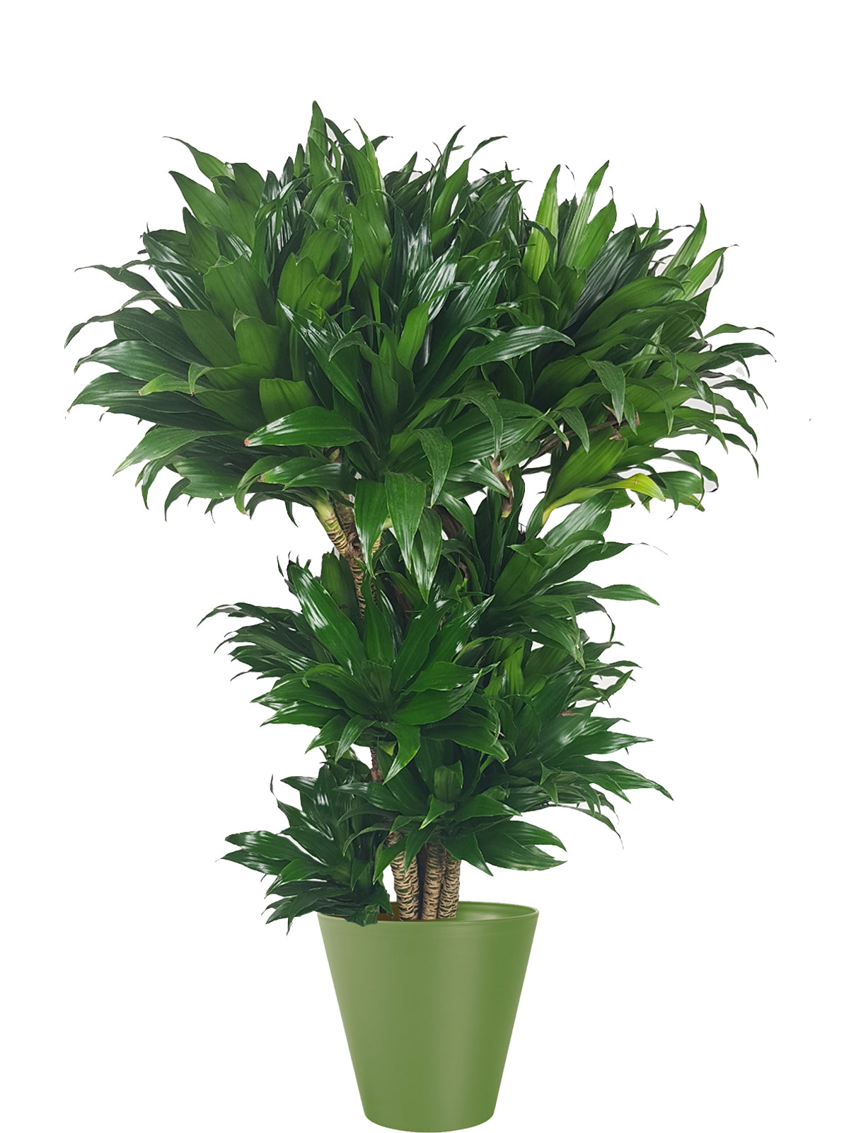 Albero della Felicità extra