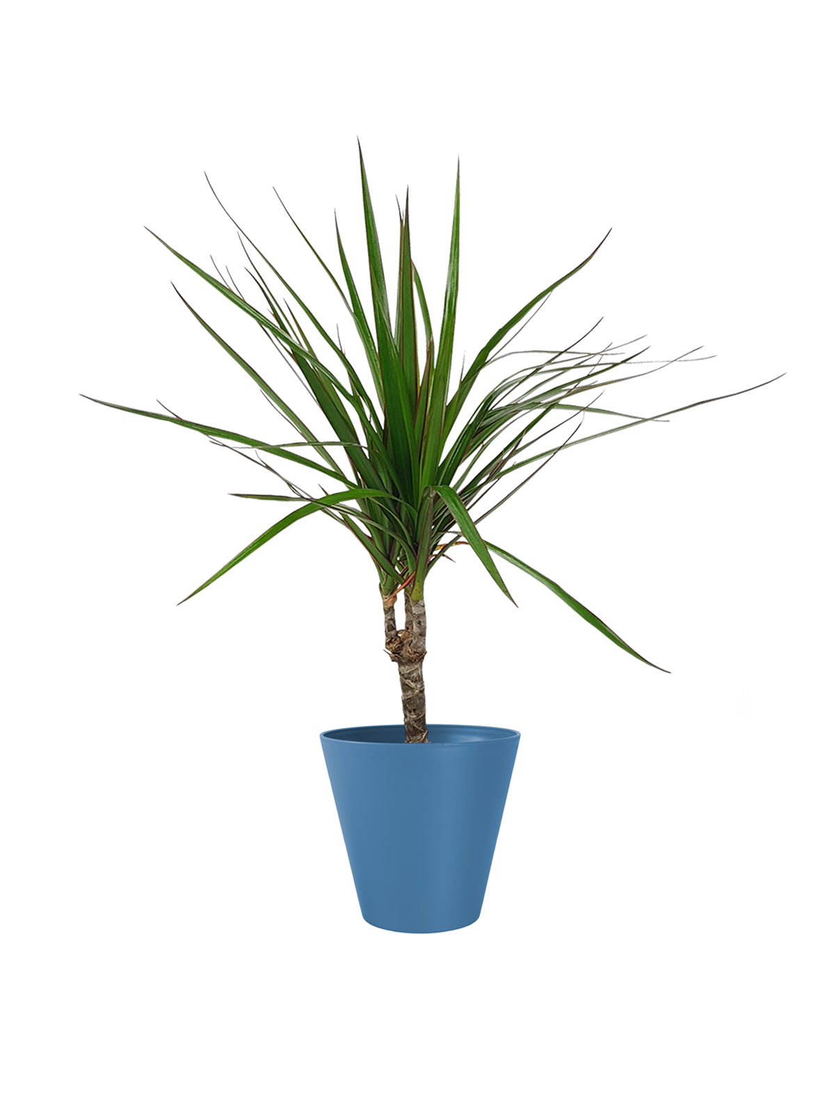 Dracena Marginata