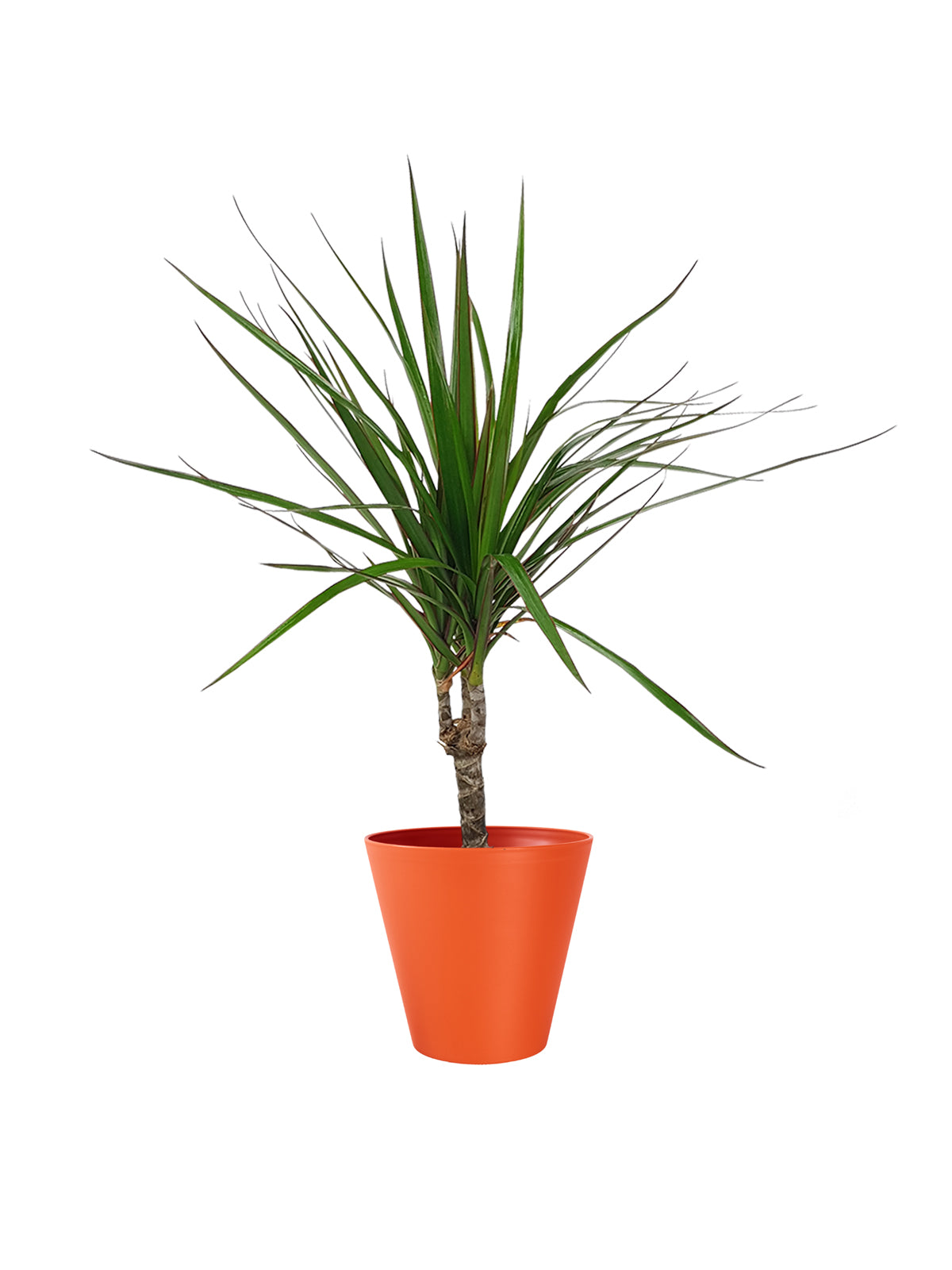 Dracena Marginata
