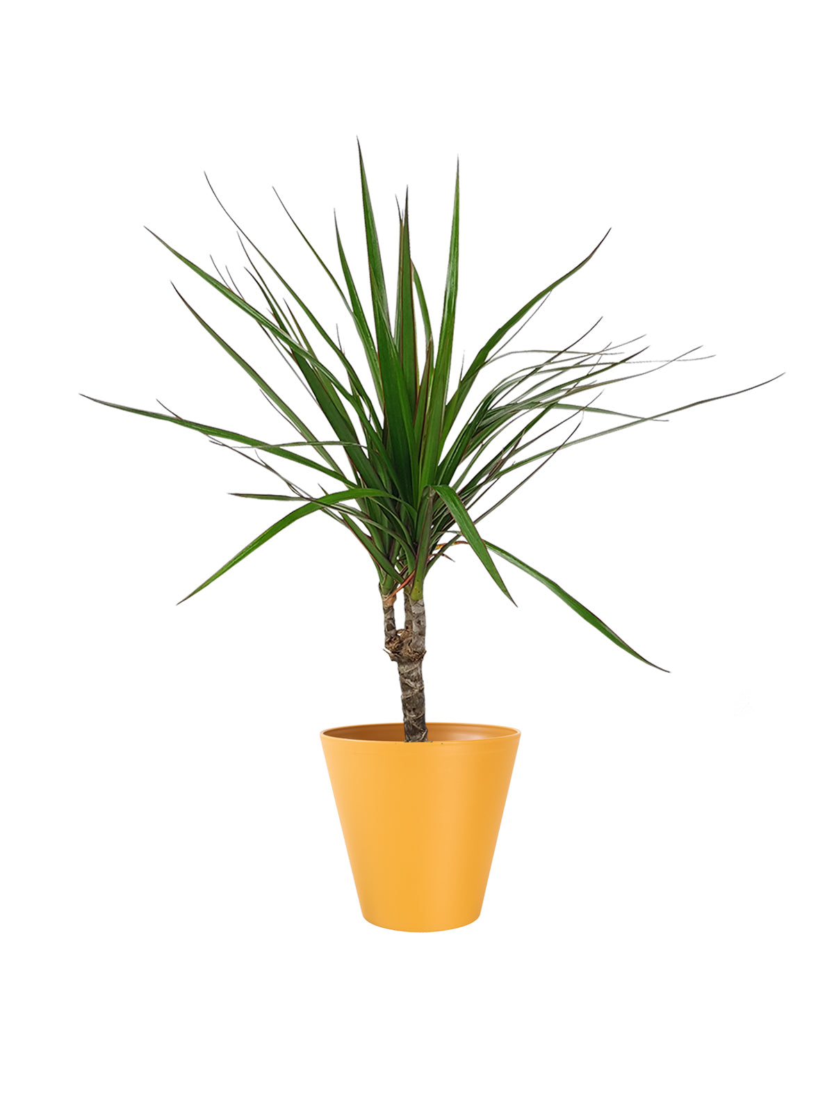 Dracena Marginata