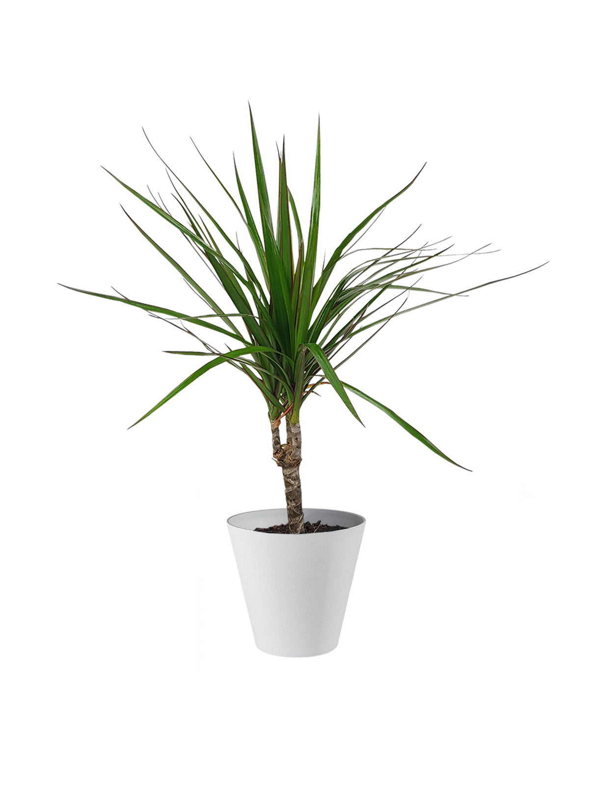 Dracena Marginata