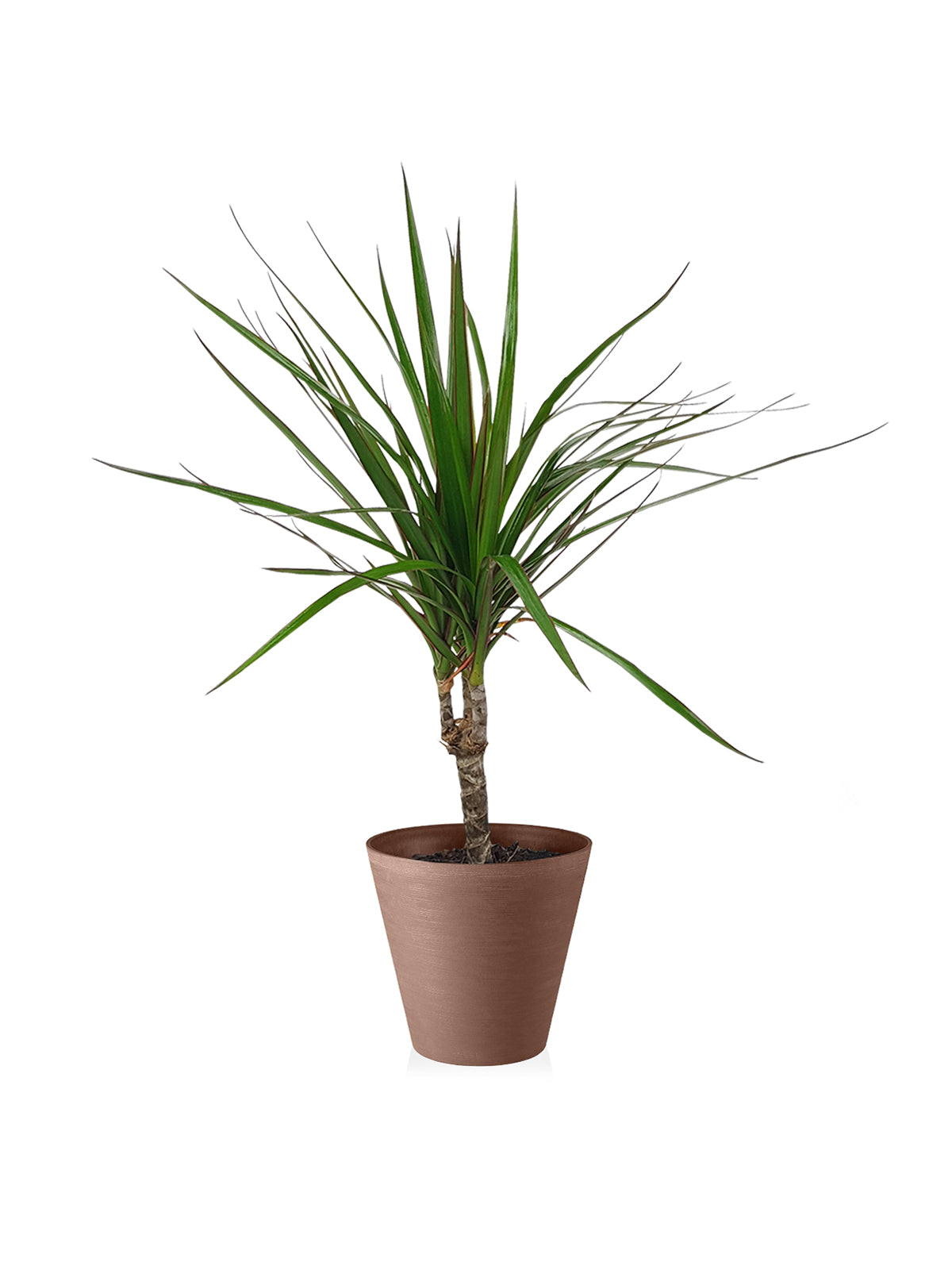 Dracena Marginata