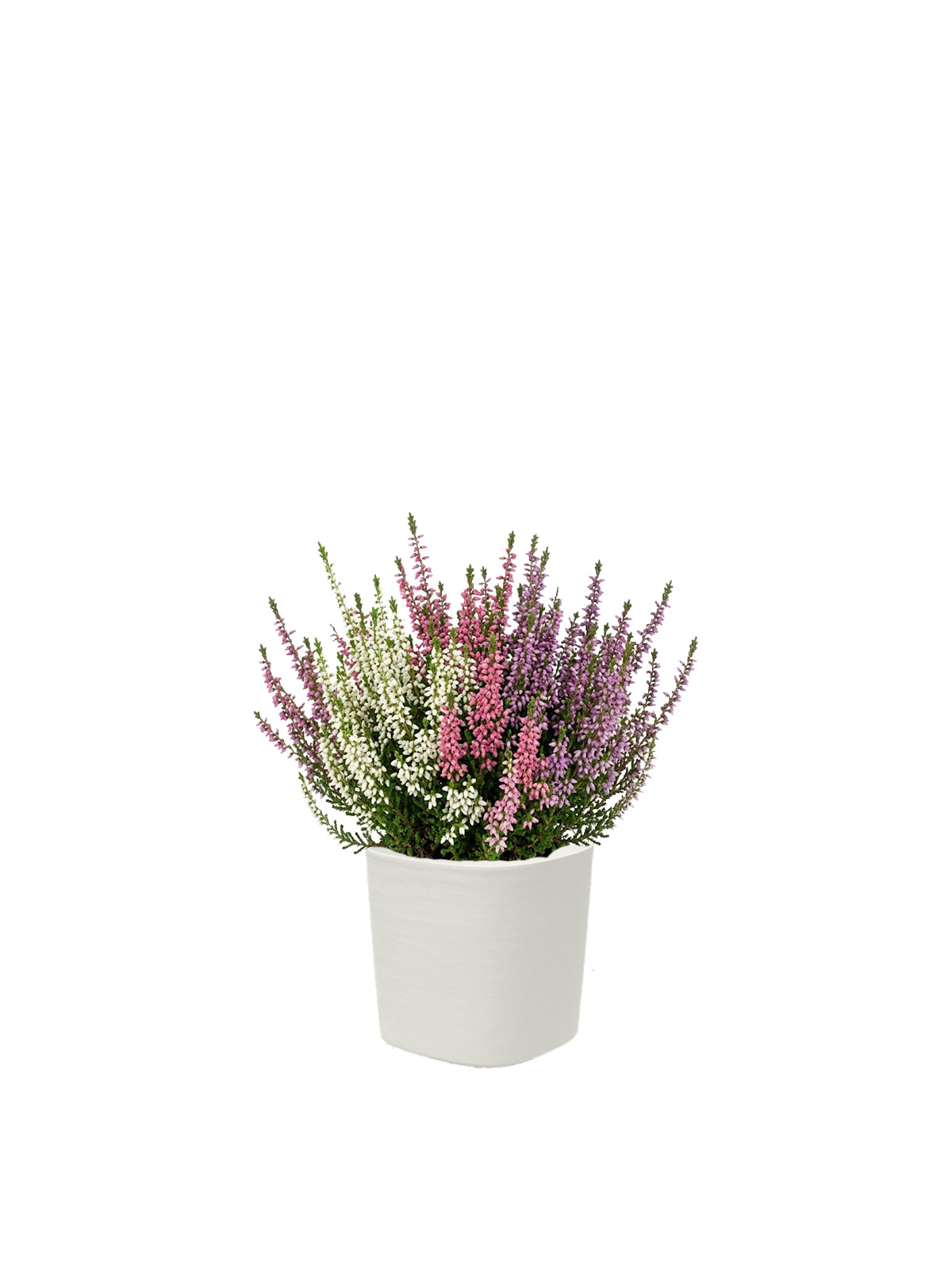 Erica Tricolore
