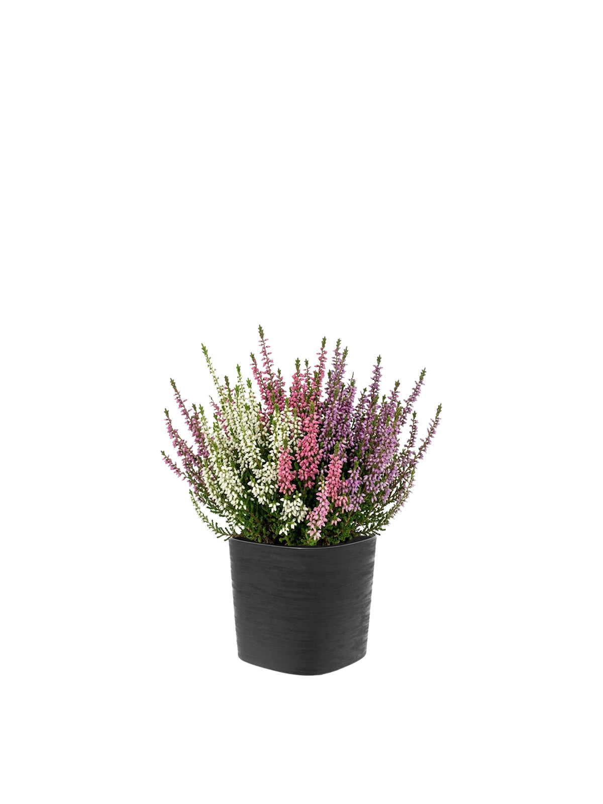 Erica Tricolore