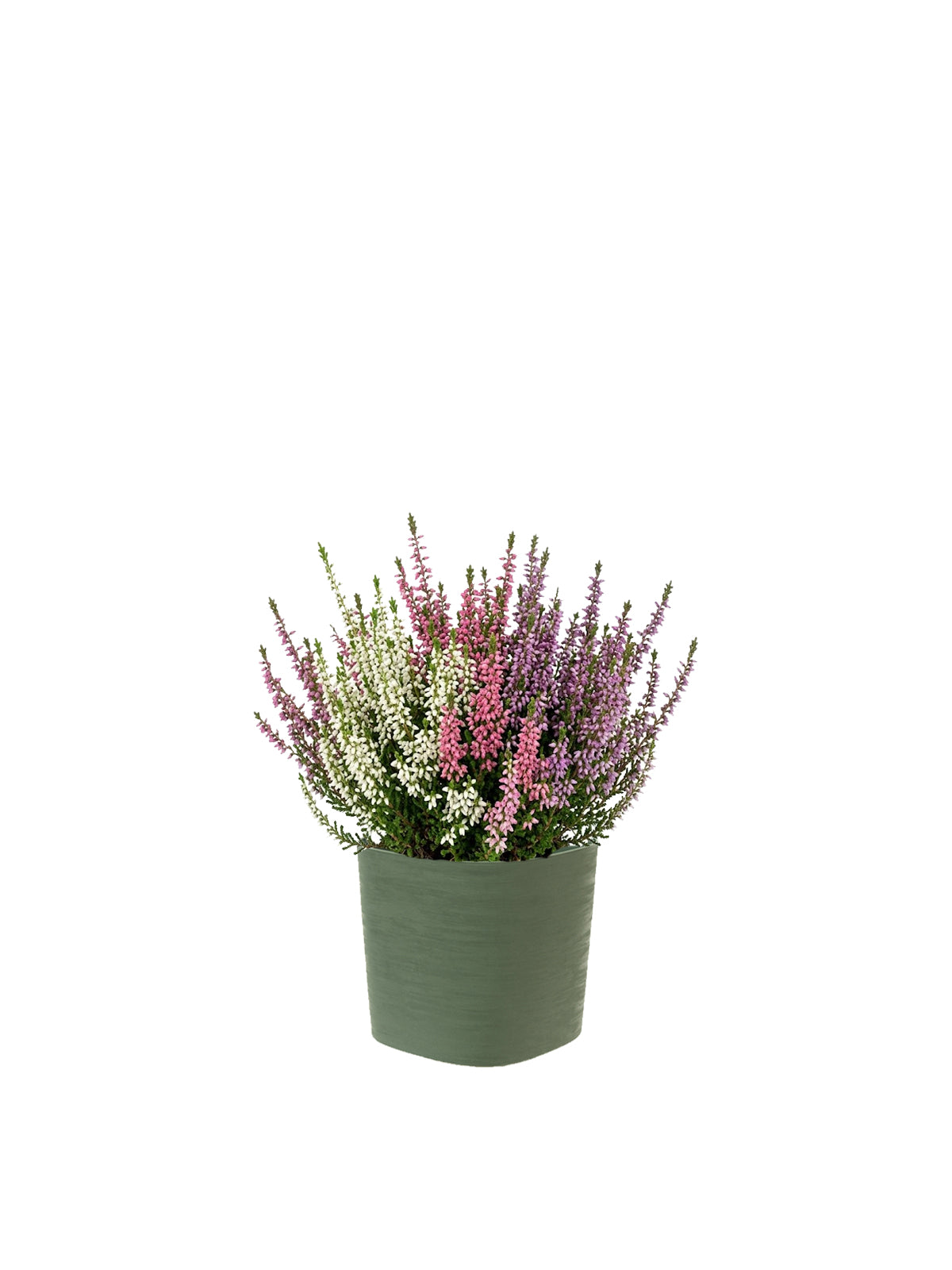 Erica Tricolore