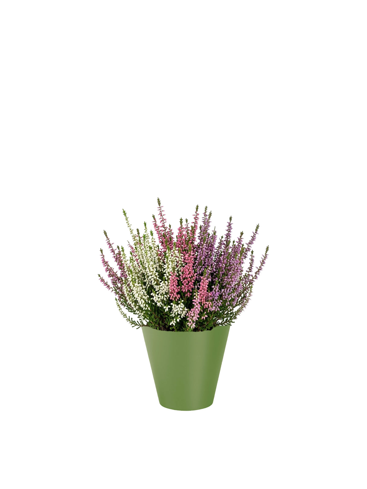 Erica Tricolore