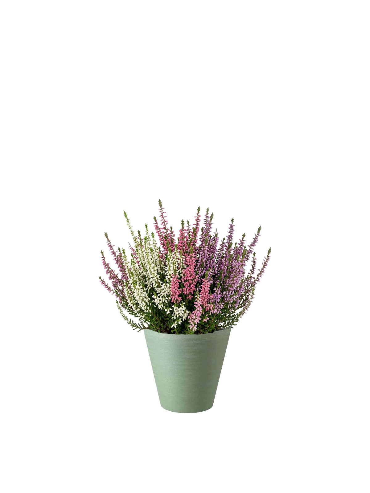 Erica Tricolore
