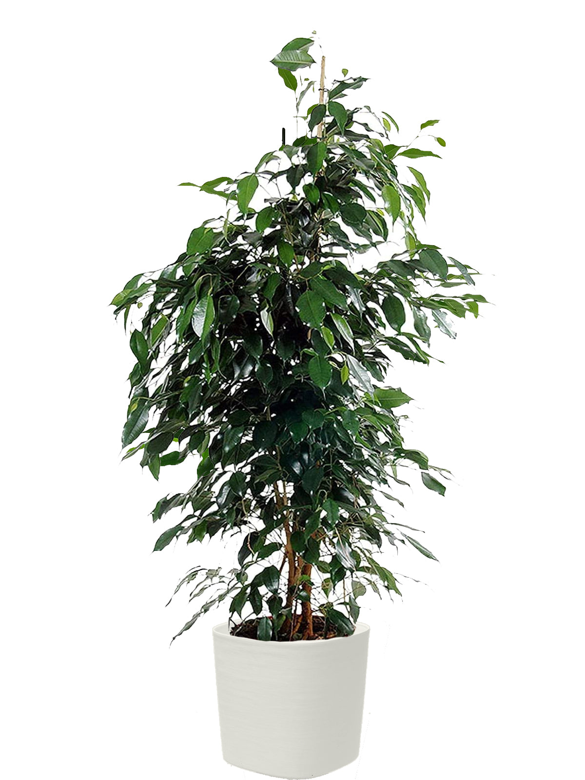 Ficus Benjamin extra