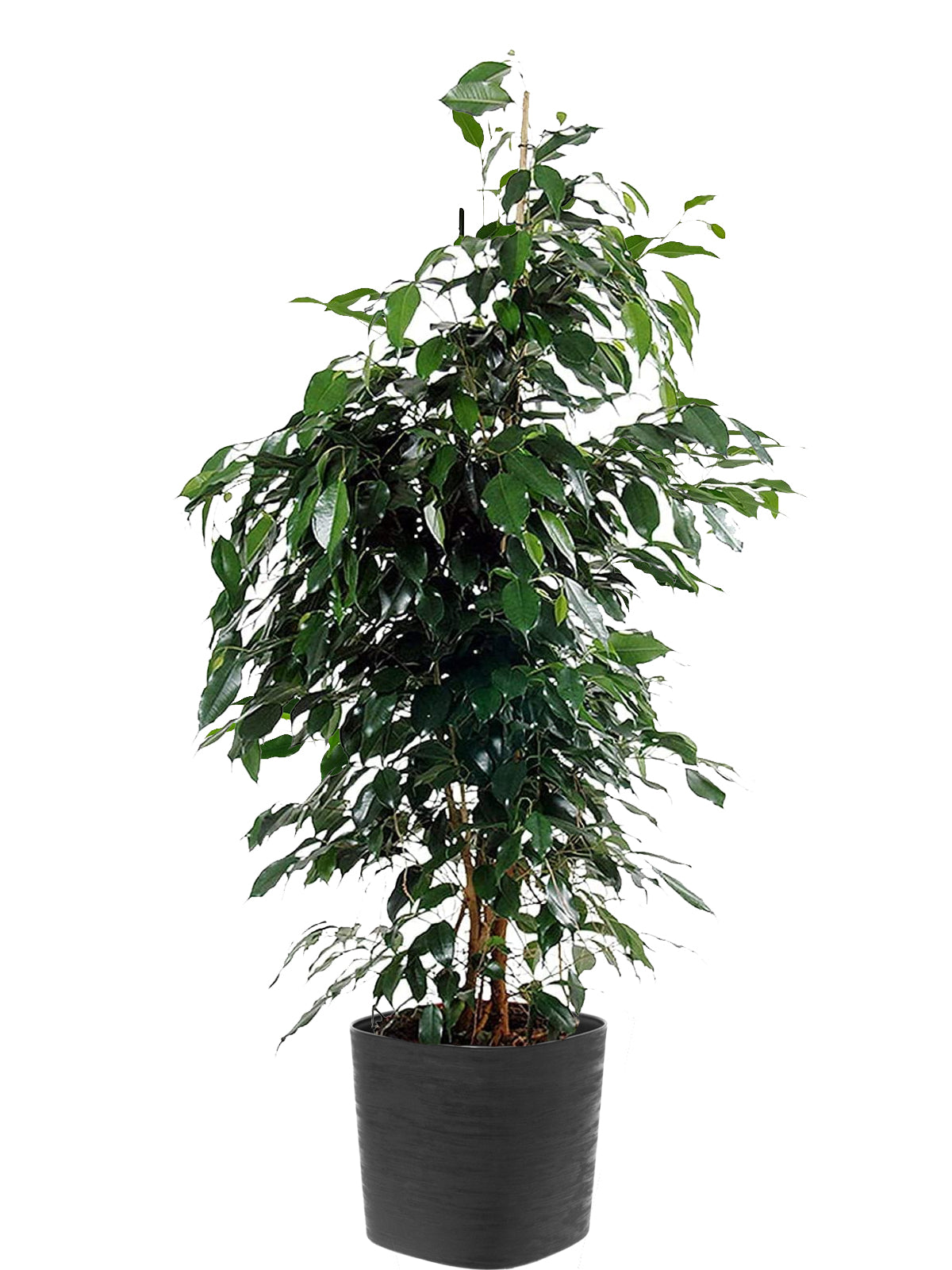 Ficus Benjamin extra