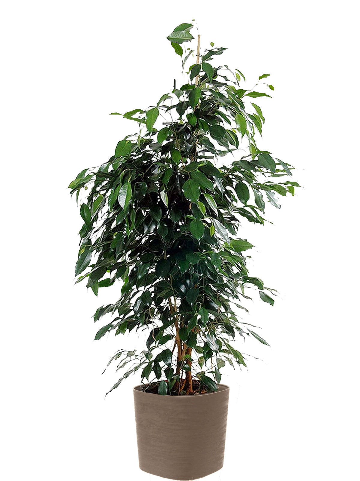 Ficus Benjamin extra
