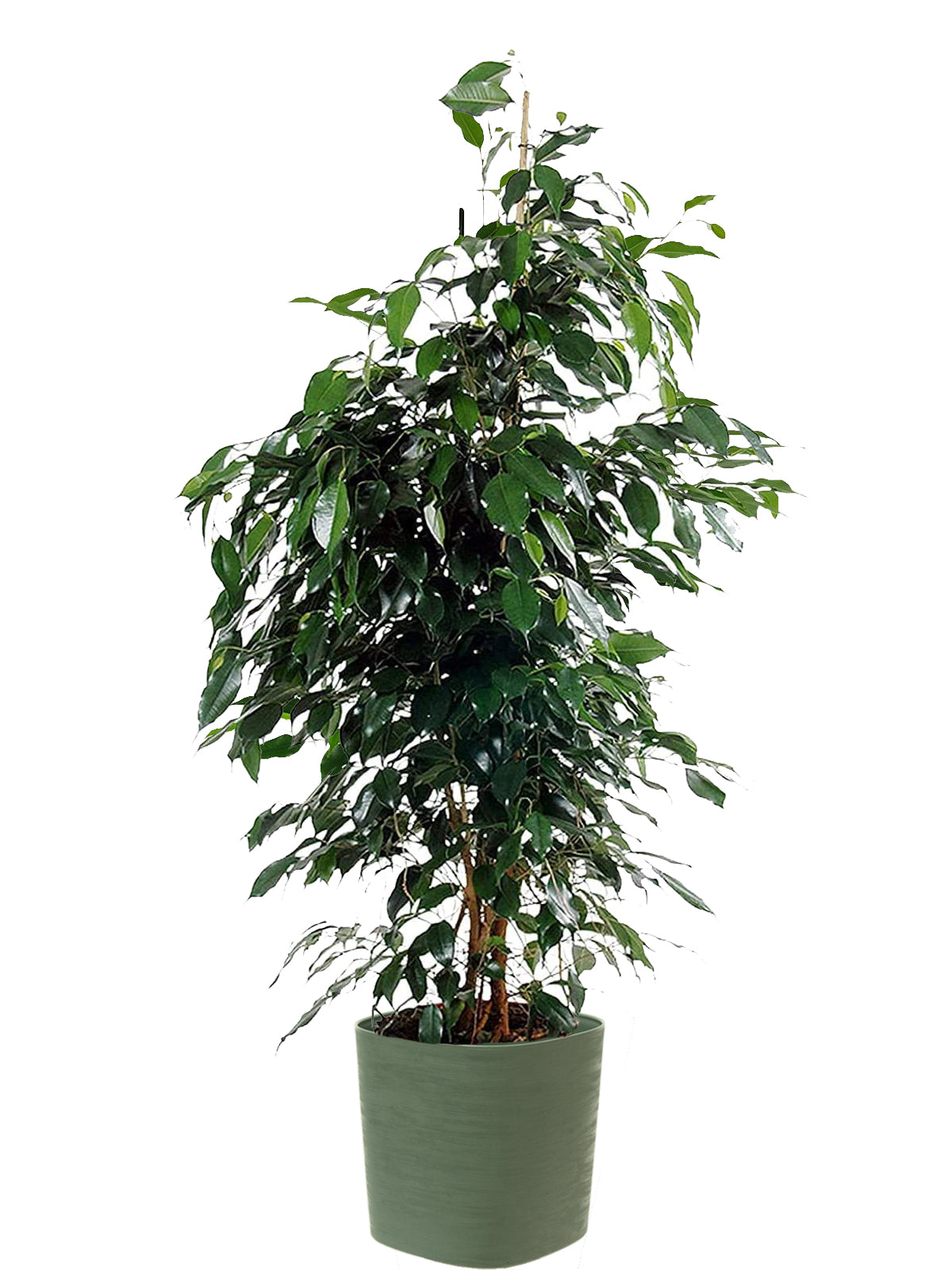 Ficus Benjamin extra