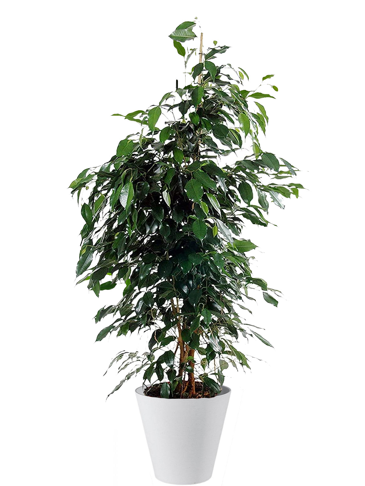 Ficus Benjamin extra