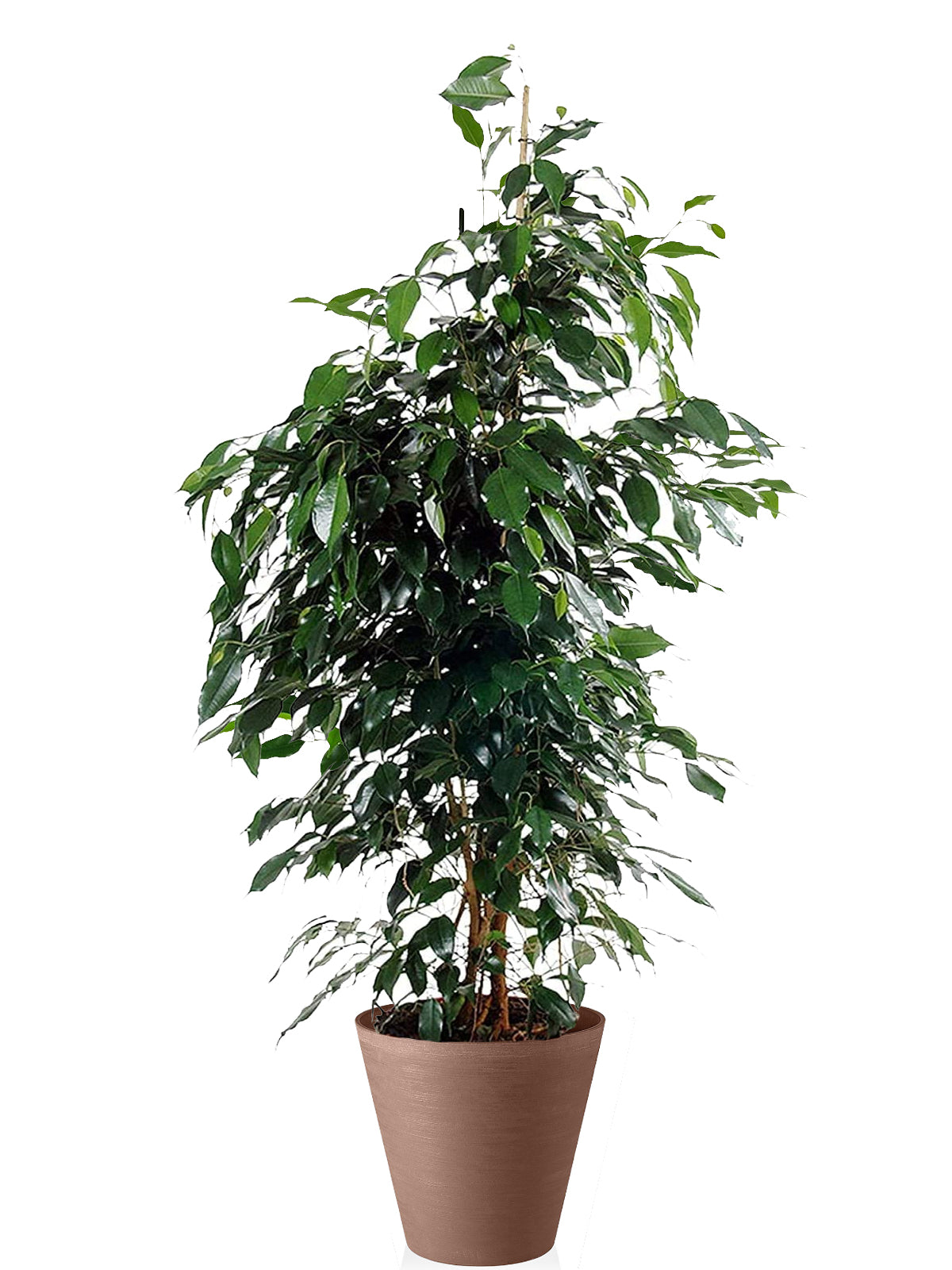 Ficus Benjamin extra