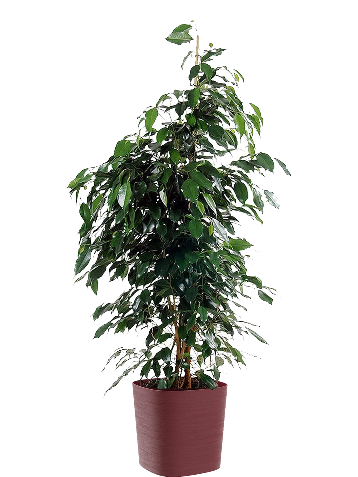 Ficus Benjamin extra