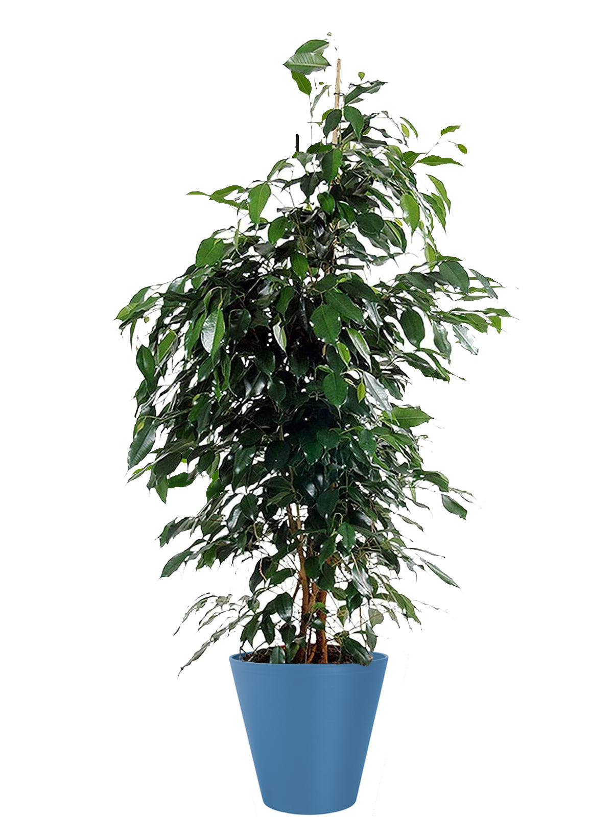 Ficus Benjamin extra