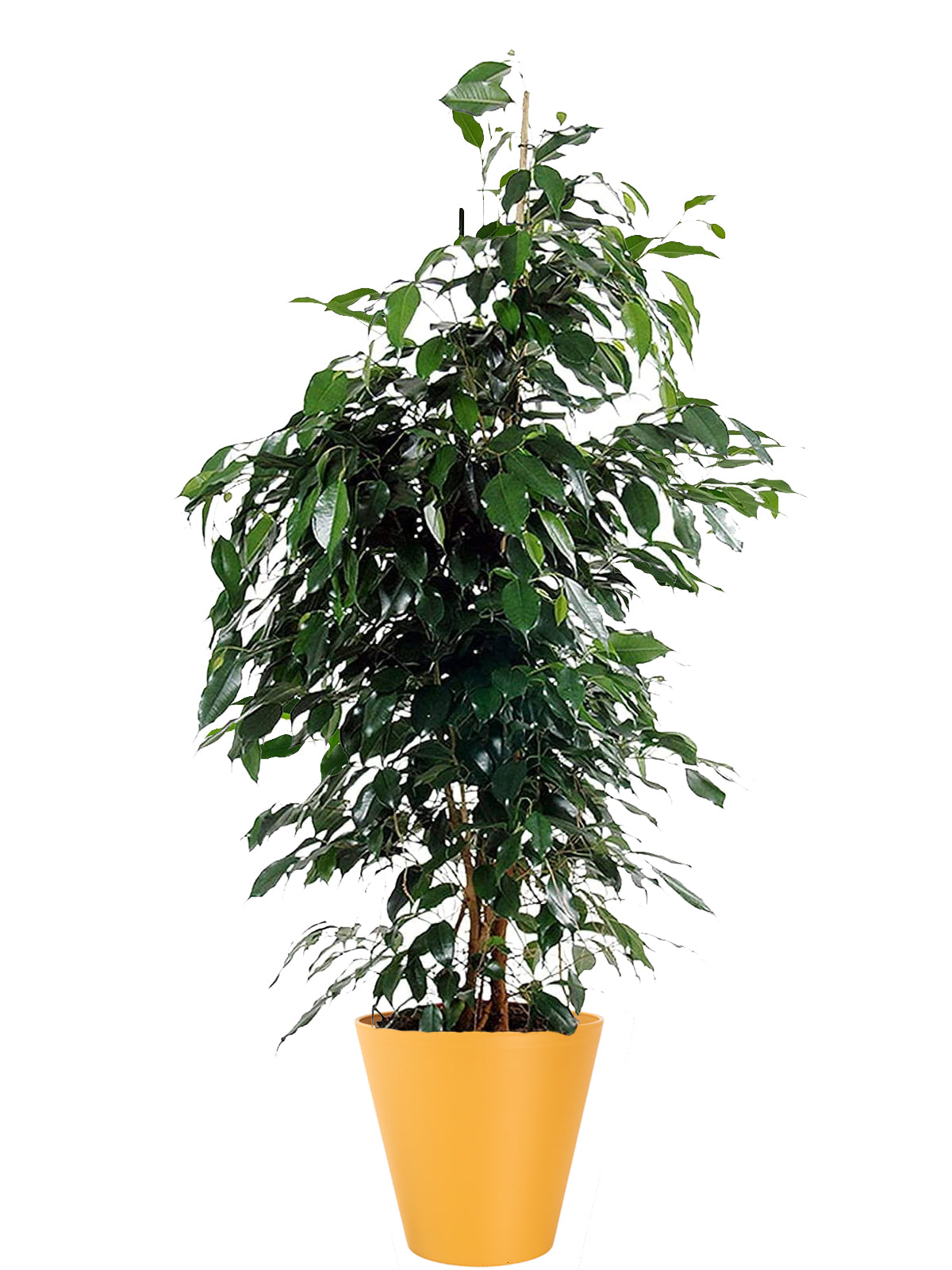 Ficus Benjamin extra