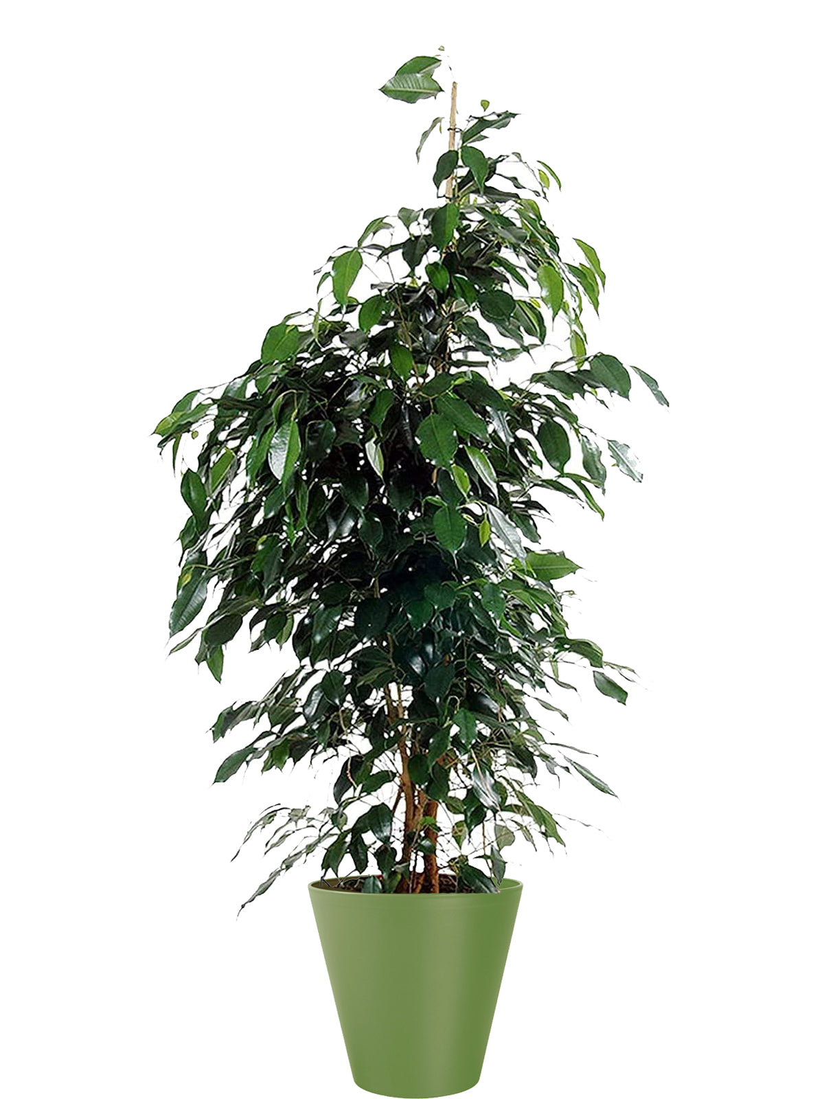 Ficus Benjamin extra