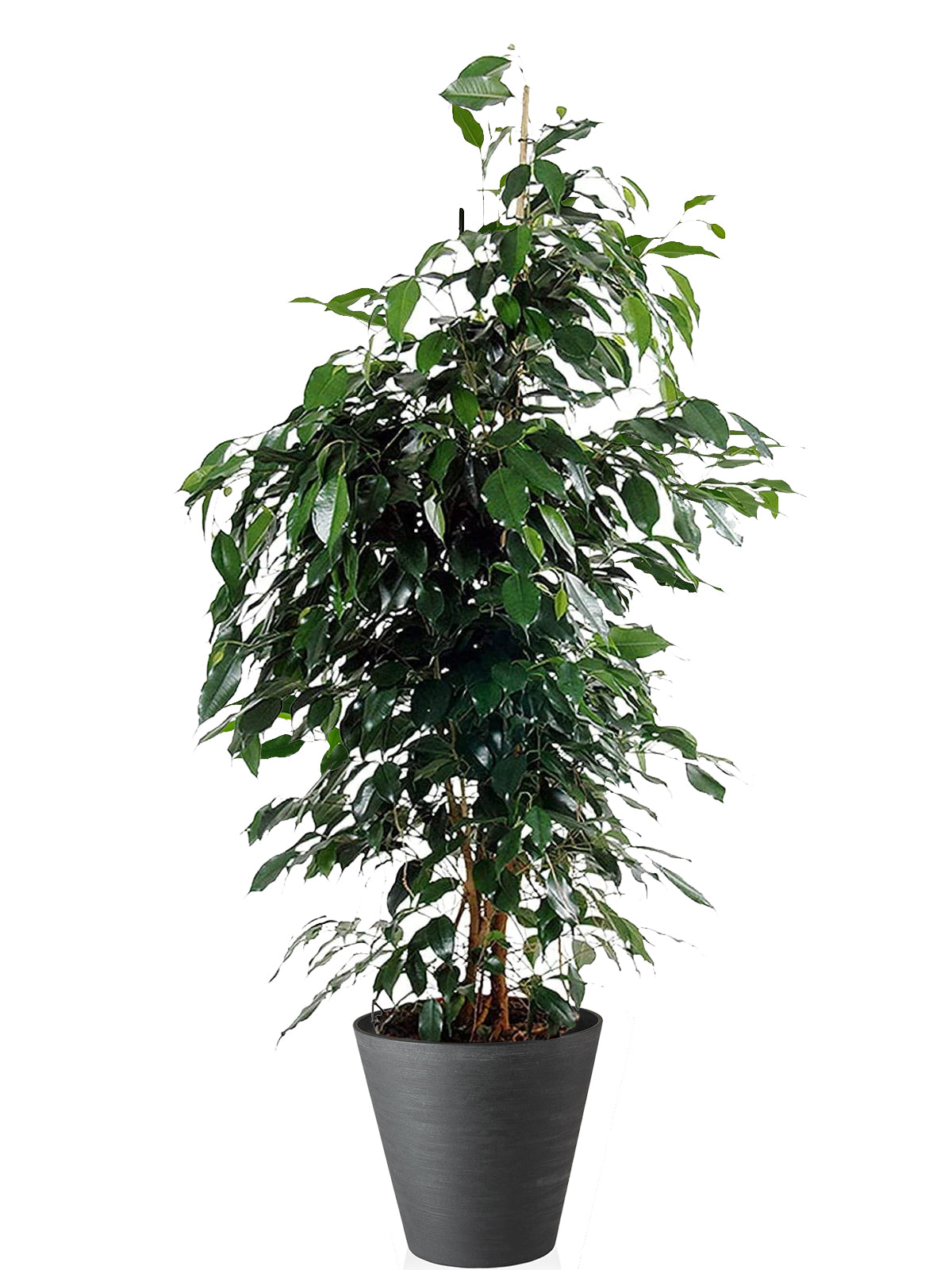 Ficus Benjamin extra