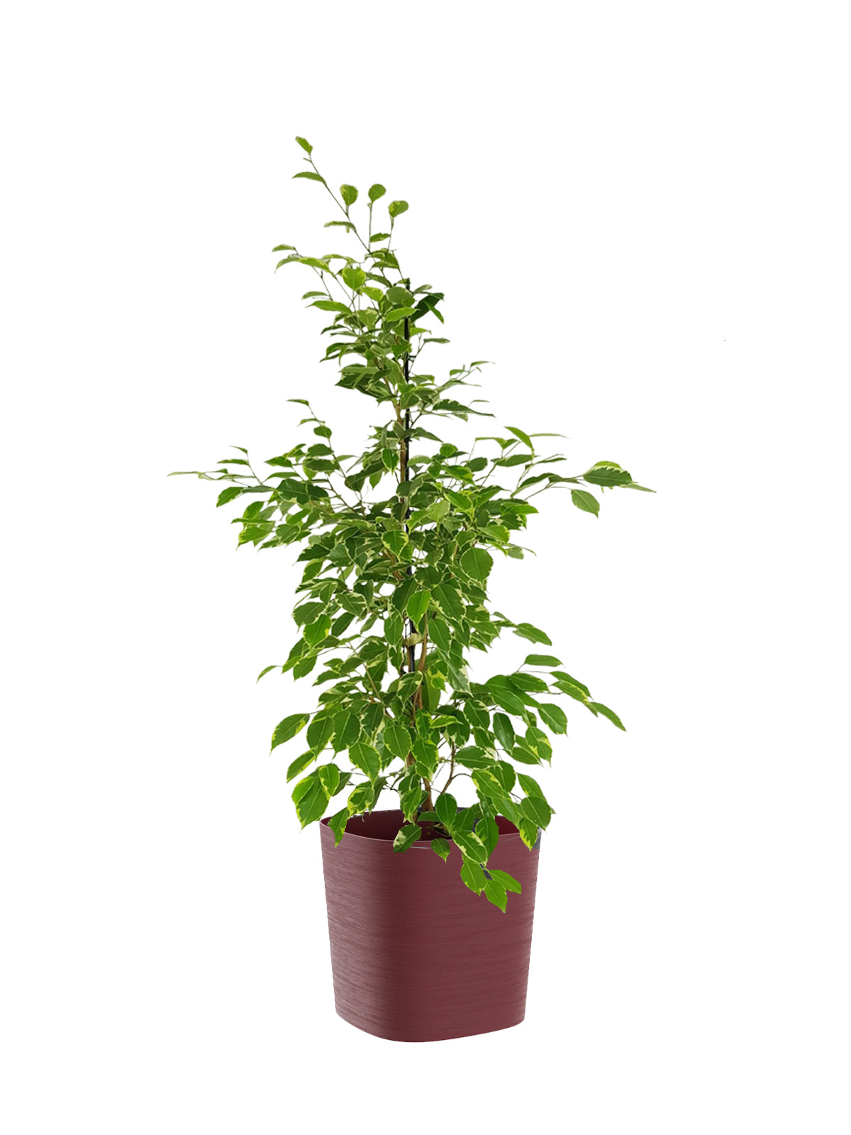 Ficus Benjamin grande