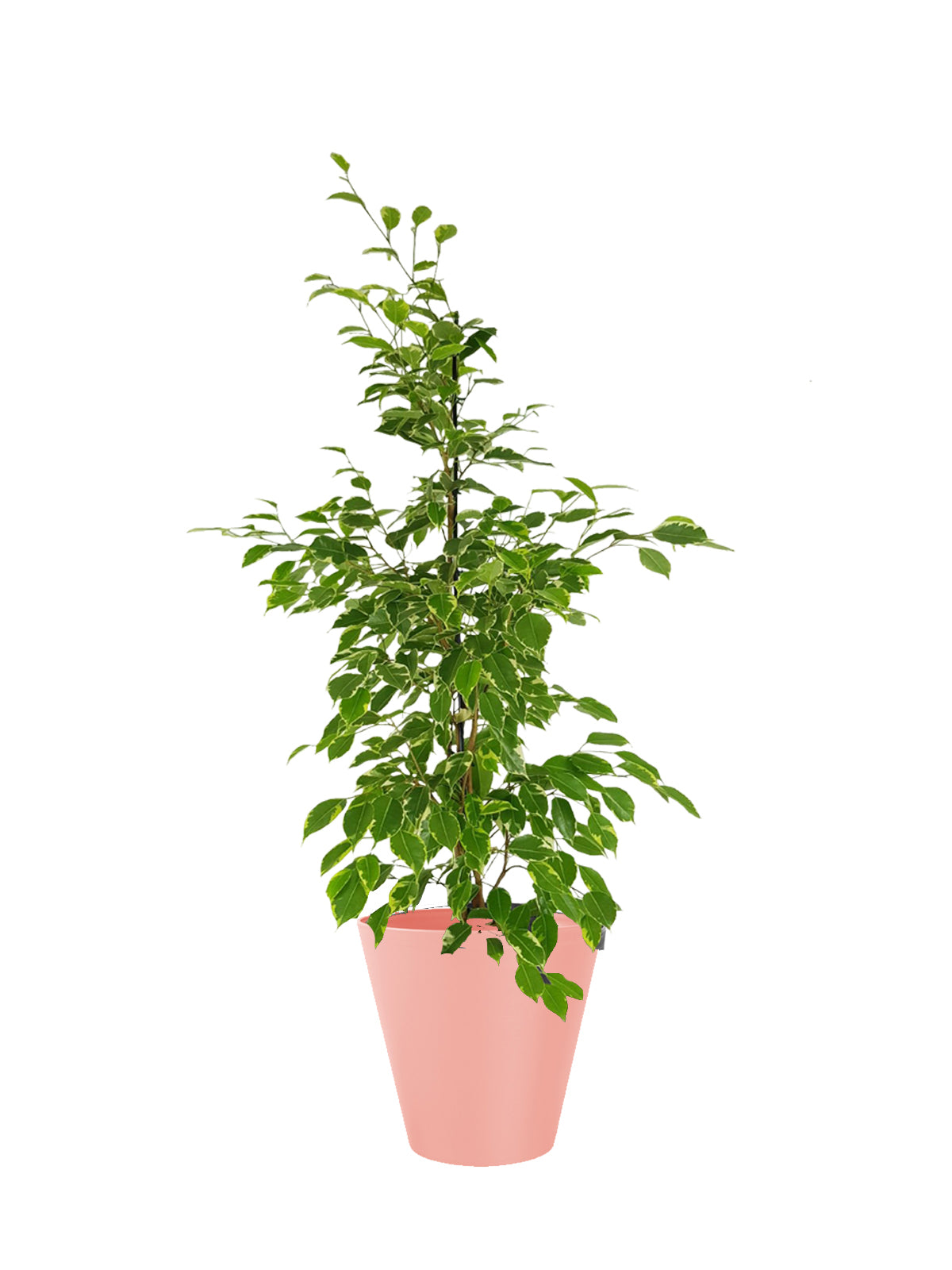 Ficus Benjamin grande