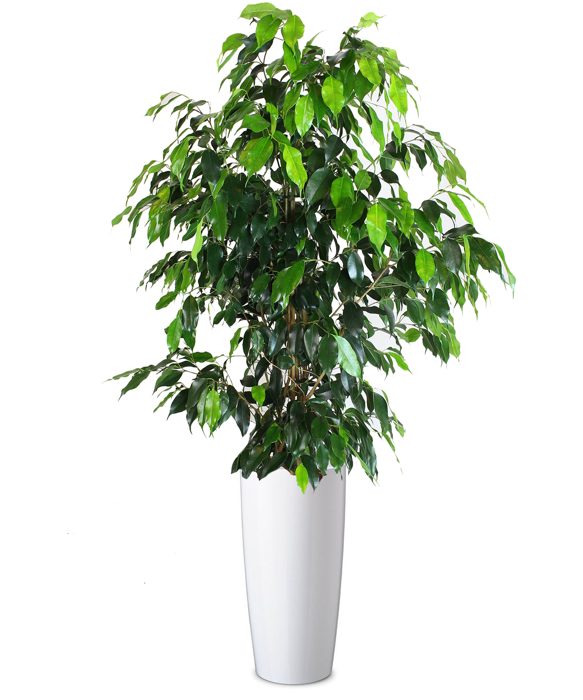 Ficus Benjamin extra vip