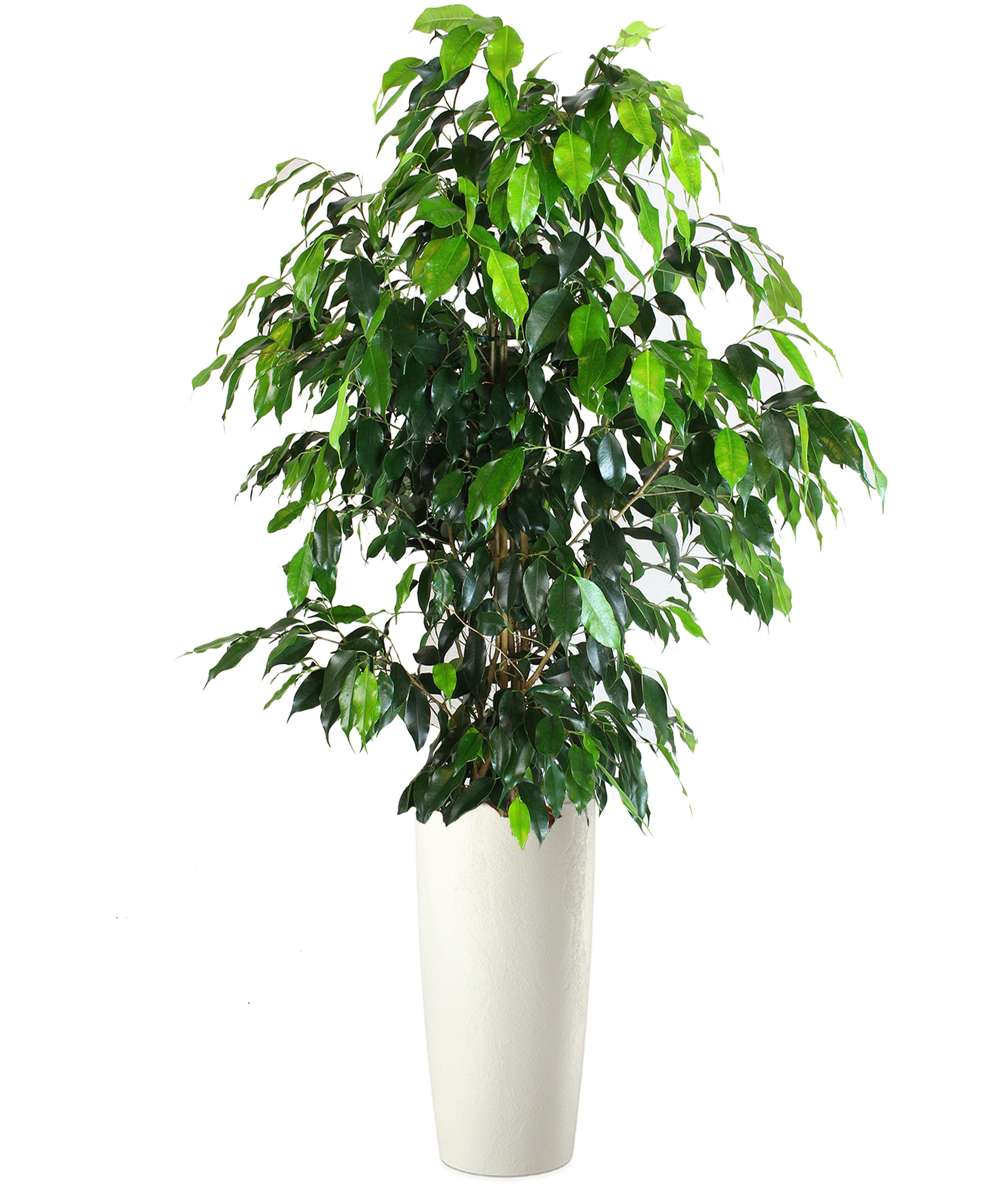 Ficus Benjamin extra vip