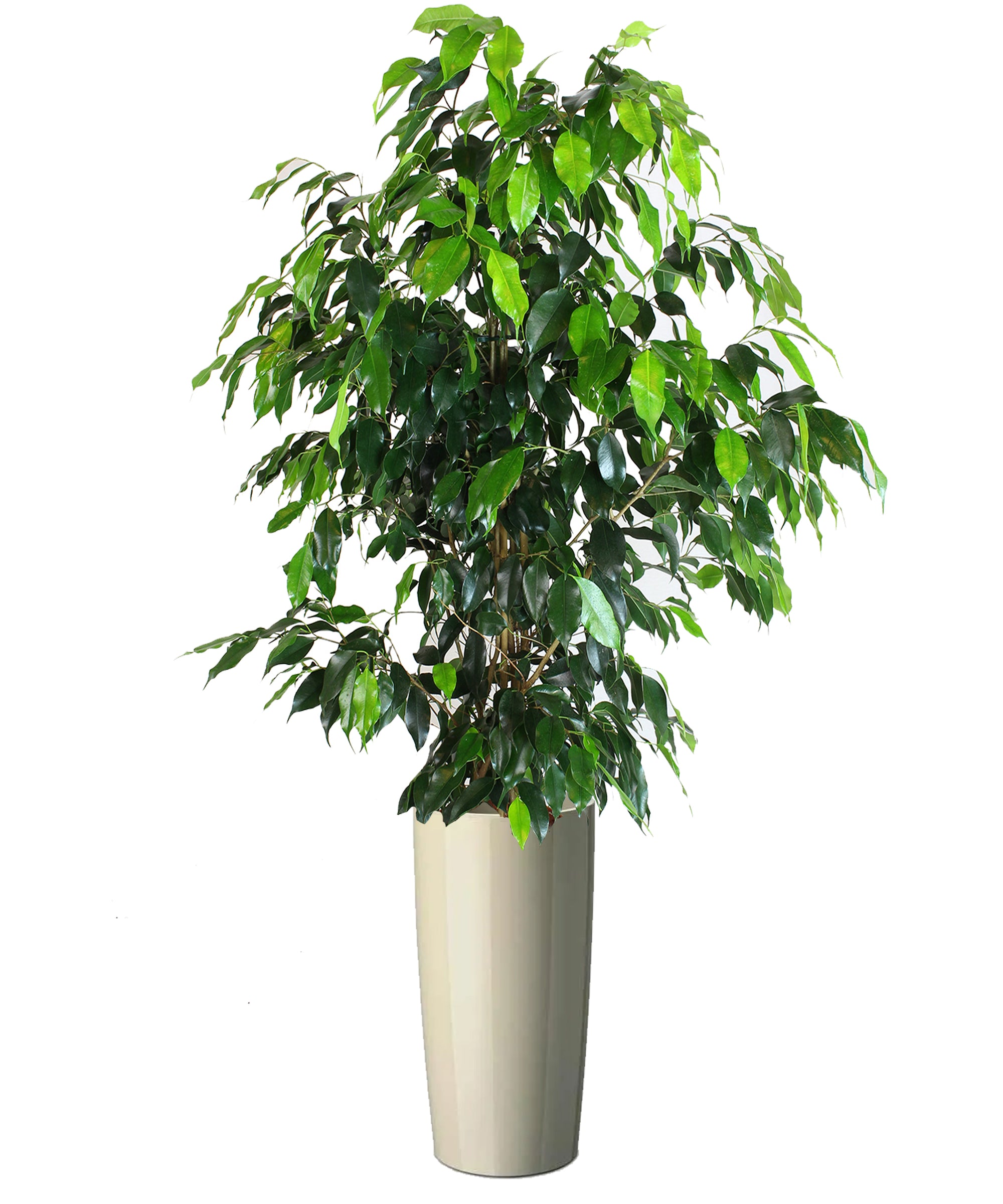 Ficus Benjamin extra vip