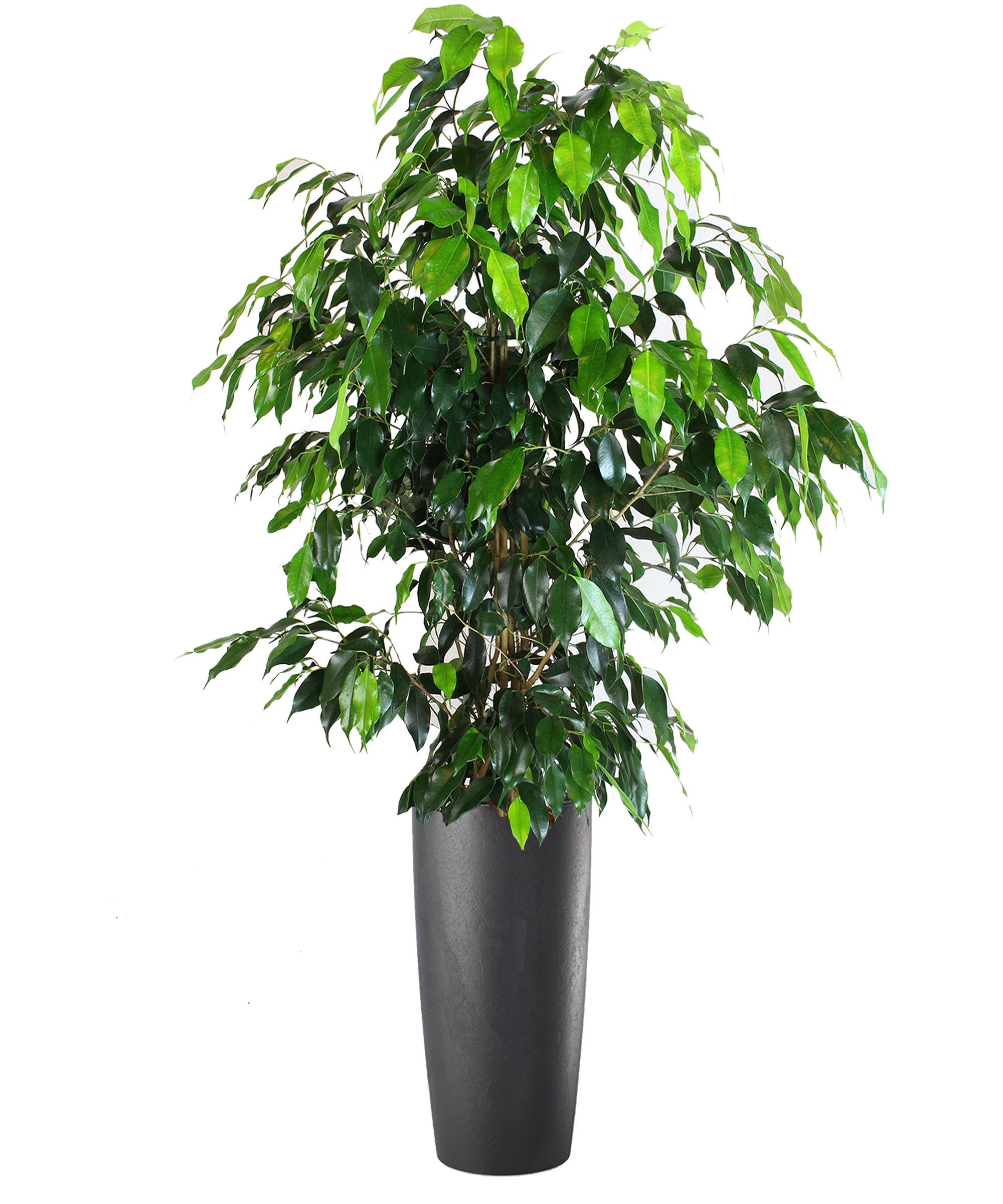Ficus Benjamin extra vip