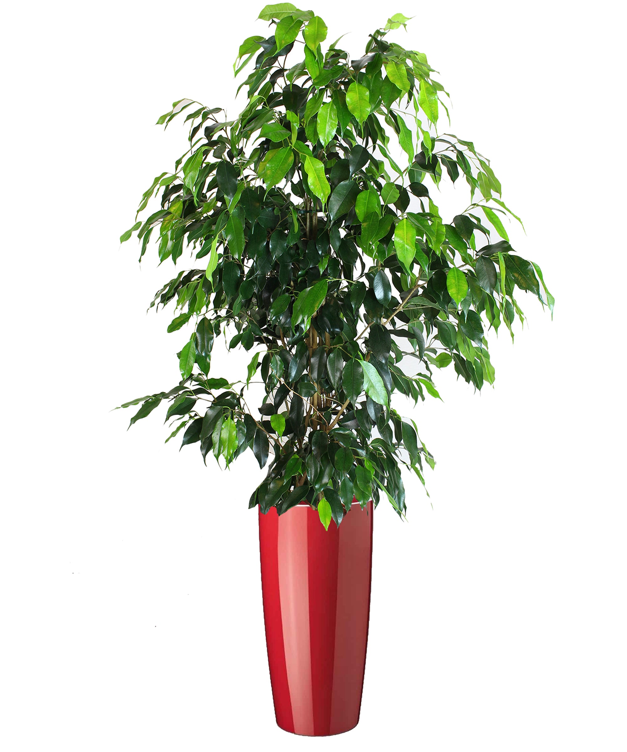 Ficus Benjamin extra vip