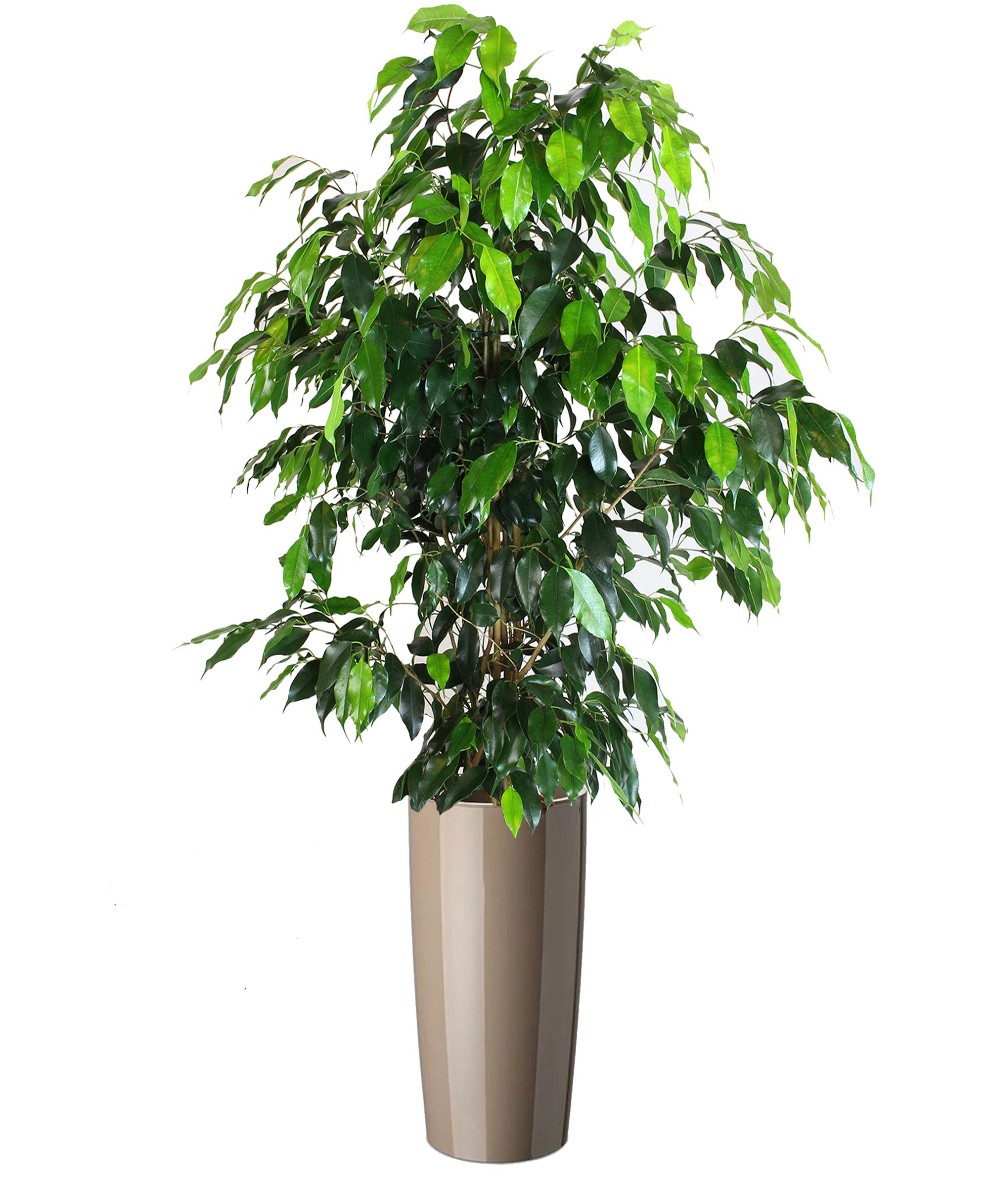 Ficus Benjamin extra vip