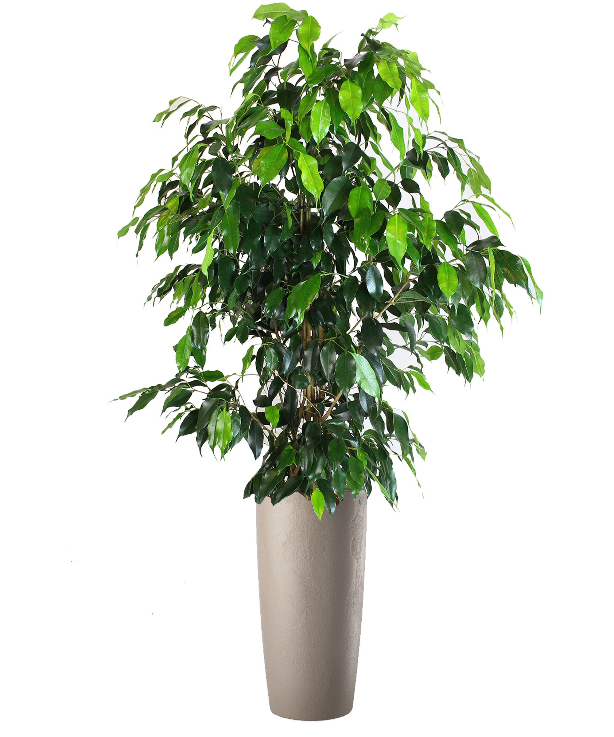 Ficus Benjamin extra vip