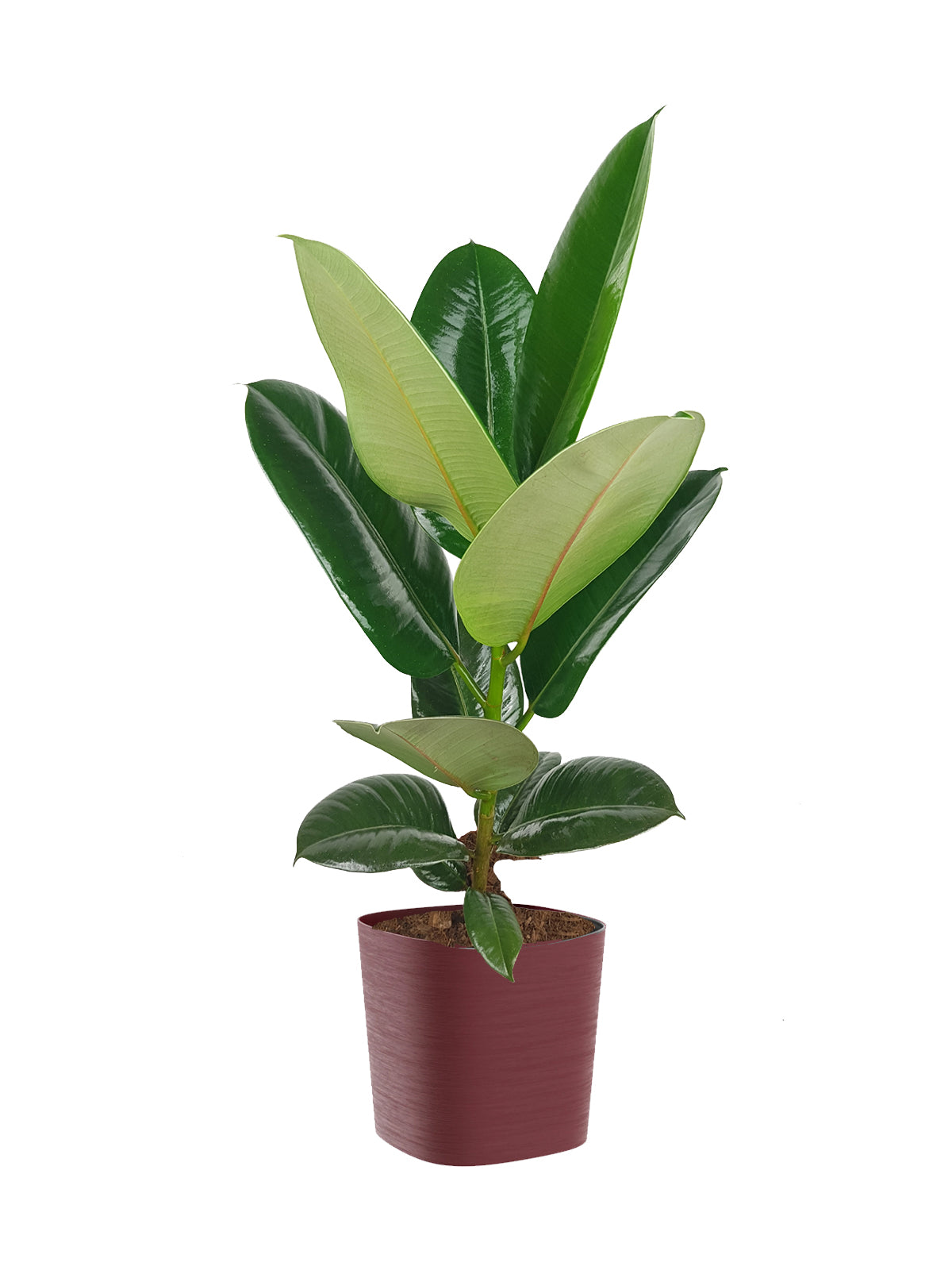 Ficus della Gomma grande