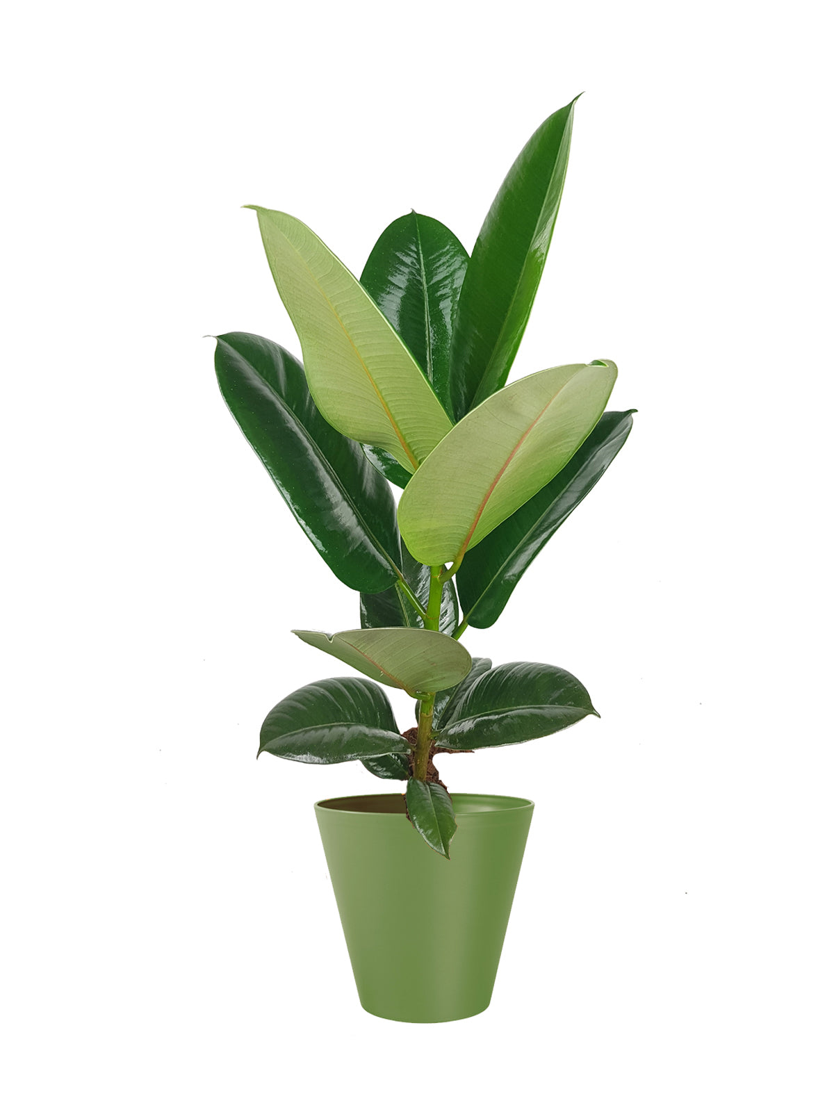Ficus della Gomma grande