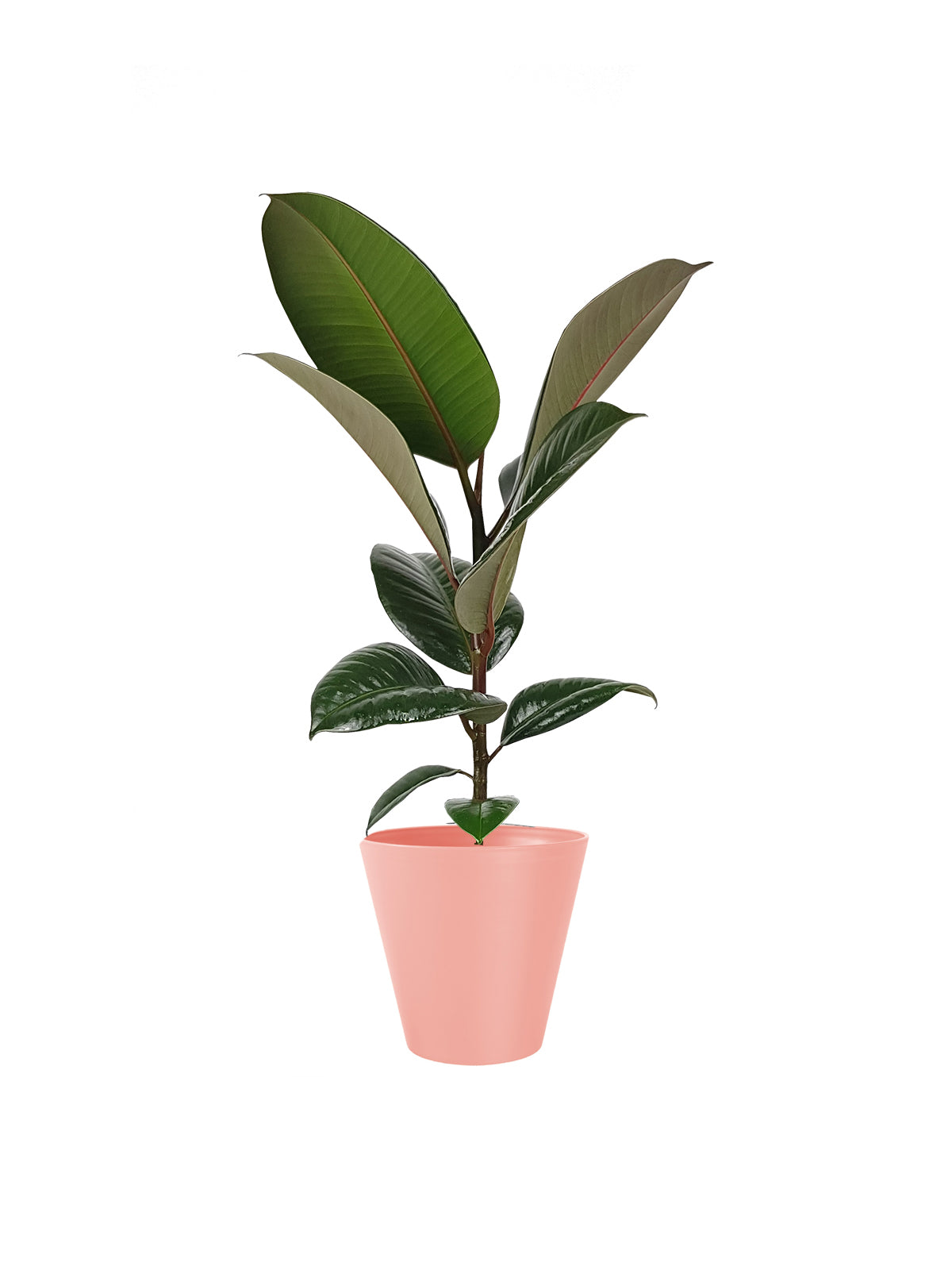 Ficus della Gomma